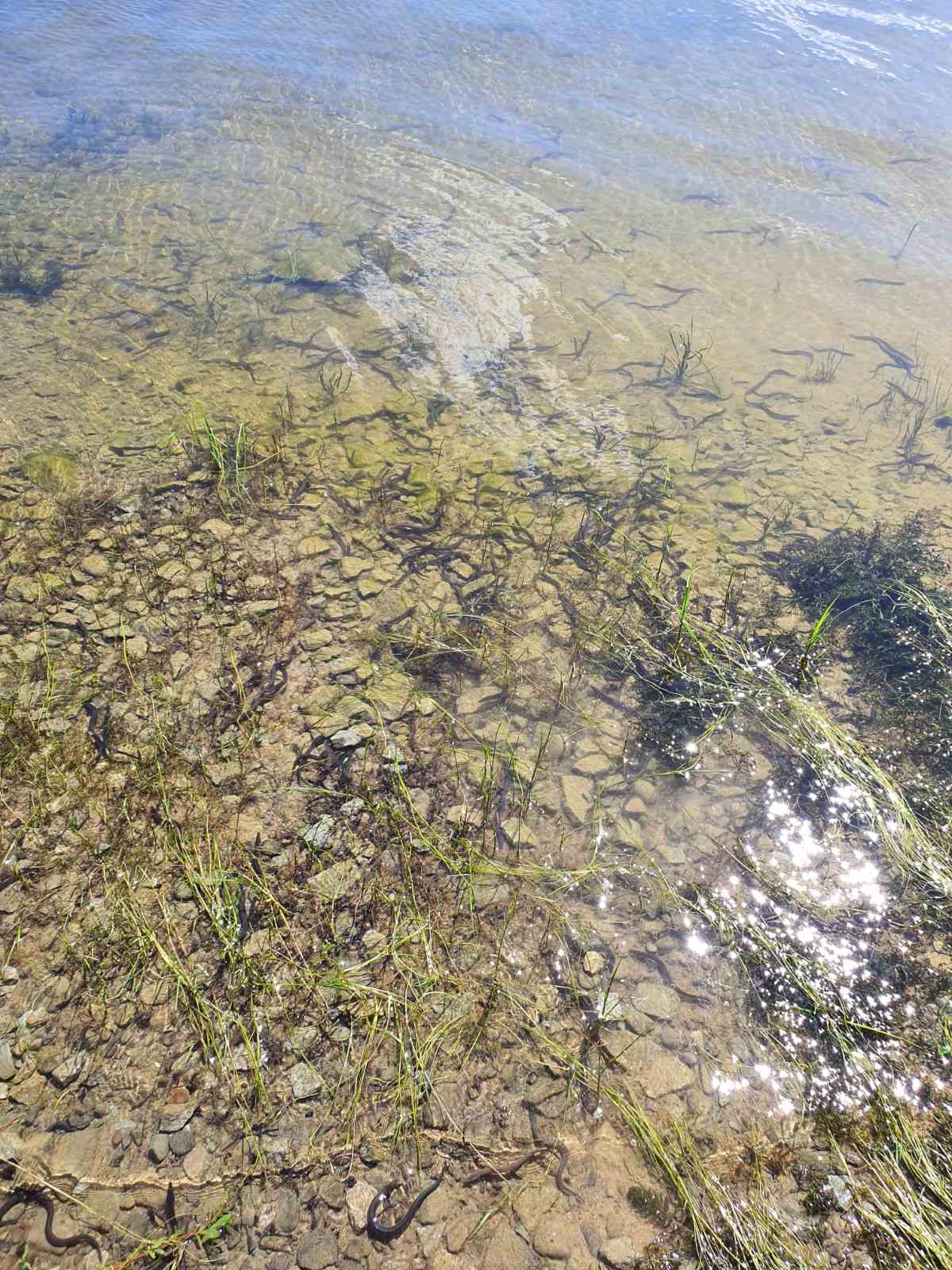 VN Orava zarybnenie Úhorom