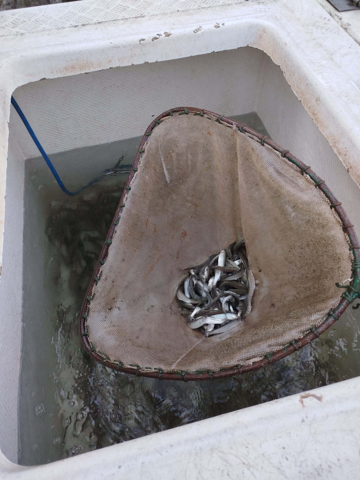 Zarybnenie Váhu – Krpeľany