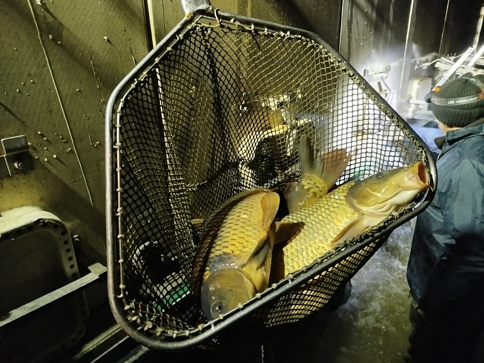 VN Orava zarybnenie kaprom K3