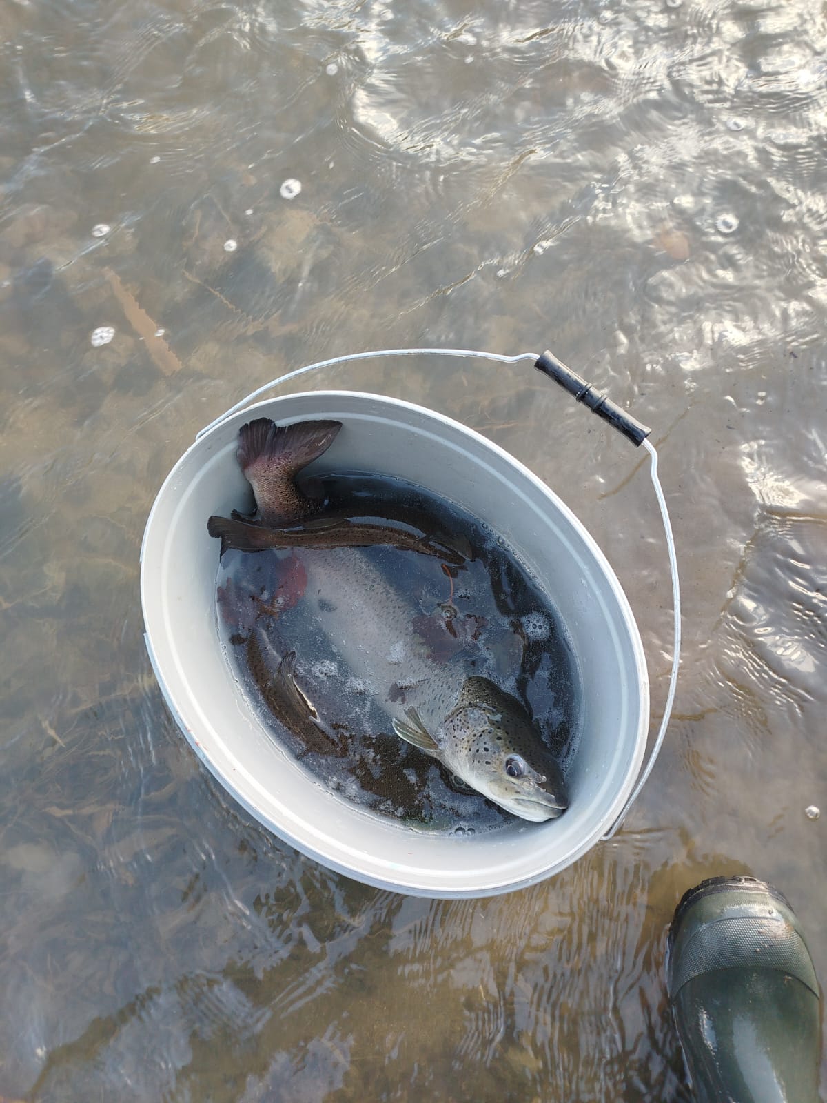 Orave vládnu hlavátky