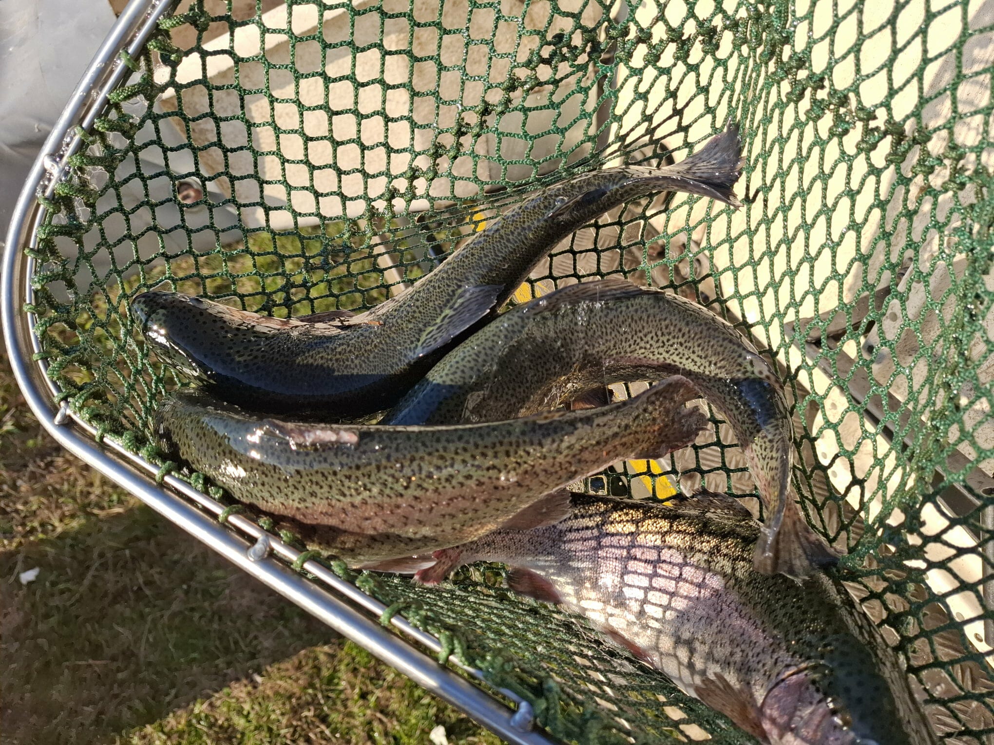 kNuJGy4ogplbOs3yEo4VEo8APP2rpz-metaNTkxNTY0NjAyXzE0OTU1MTgxMjE1MDY4MDdfOTk4OTE3OTU4NDYxMTMxMTIwX24uanBn-