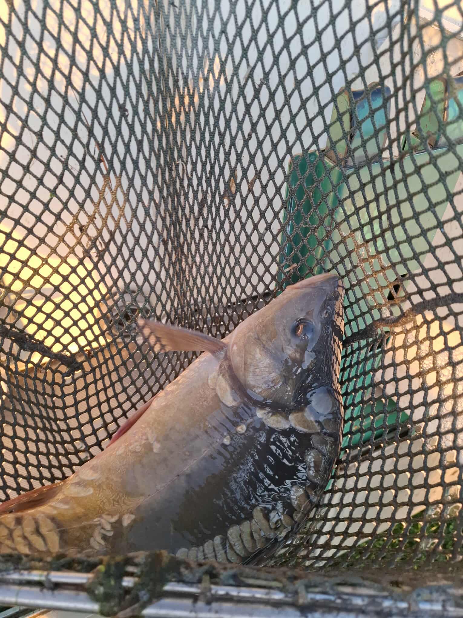 Zarybnenie Dunaja č. 3 kaprom K3 05-12-2025