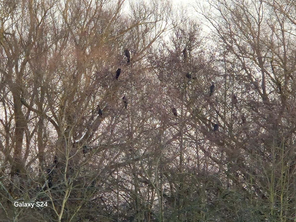 Zemplínska šírava a sčítavanie kormoránov