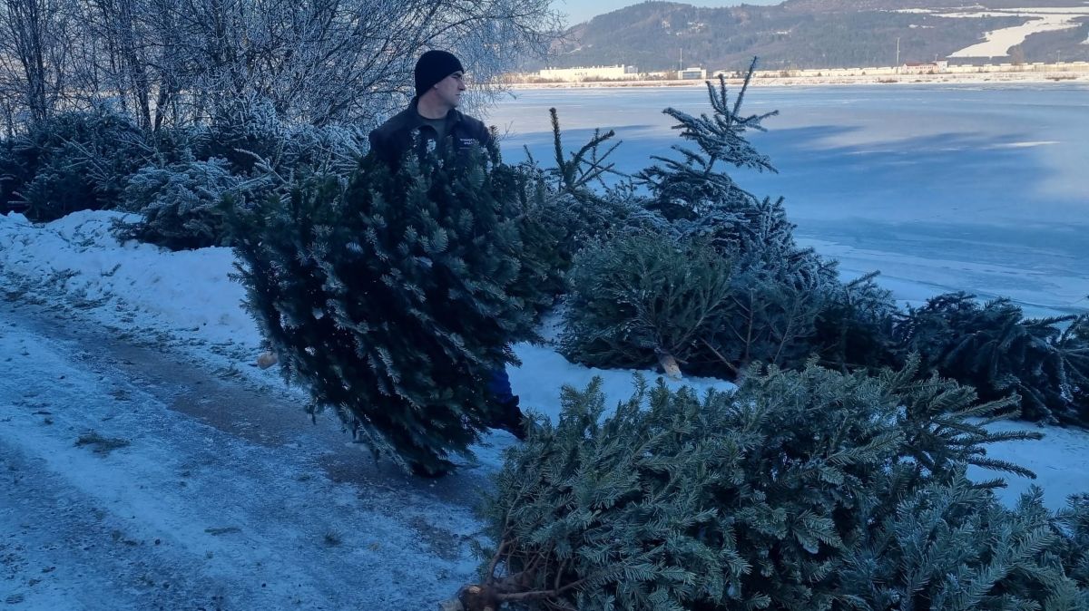 VN Žilina: zber použitých vianočných stromčekov 2026