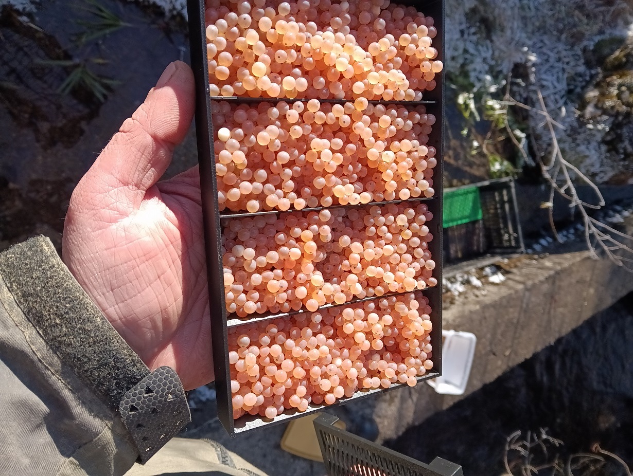 Liptovská Mara a Prosiečanka vysadenie Ikier Pp 21-01-2026