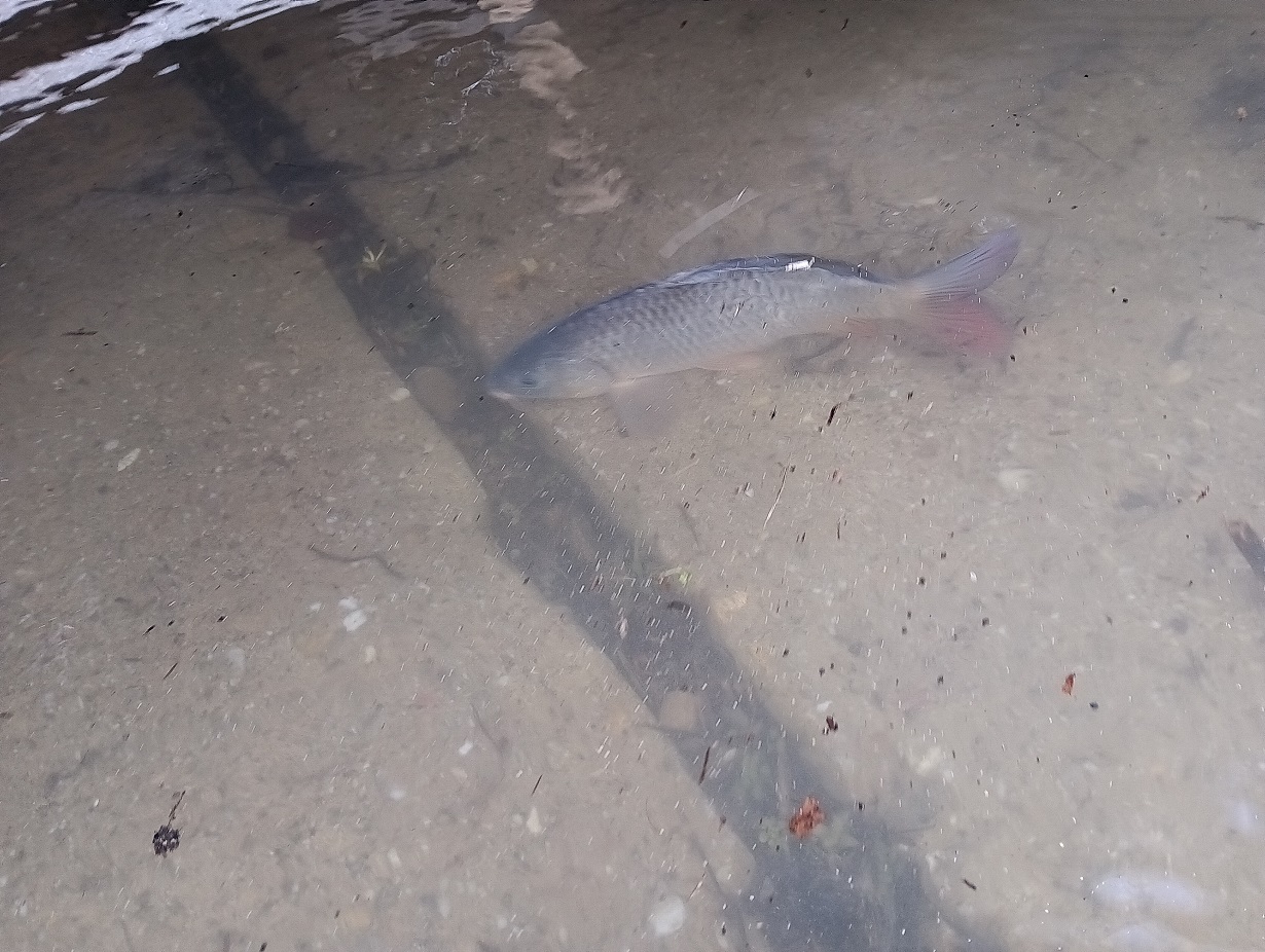 VN Domaša - zarybnenie kapor K2