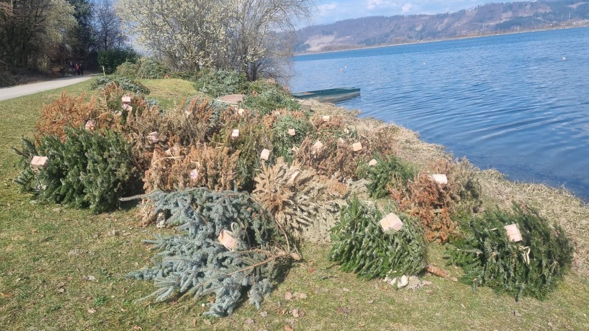 VN Žilina: začiatok podpory prirodzeného neresu rýb 2026