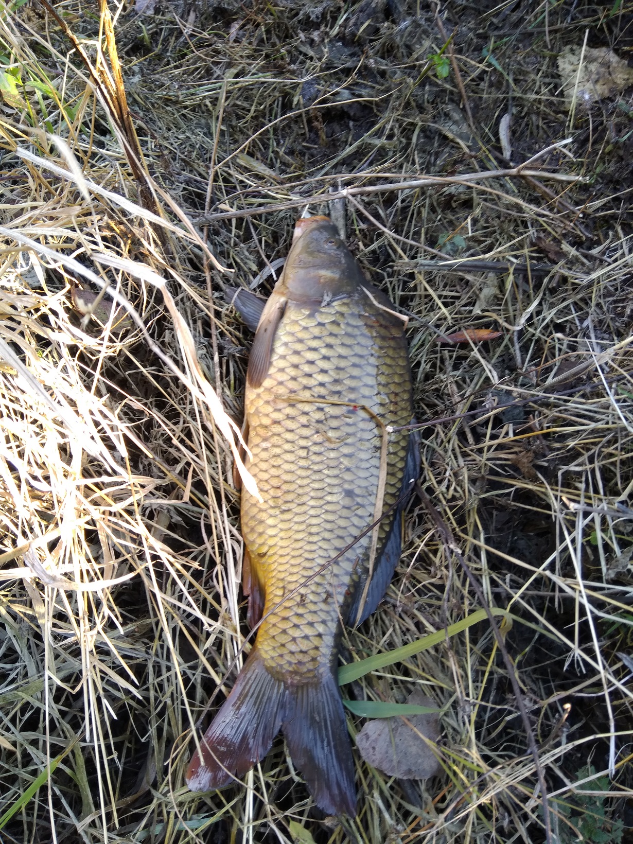 VN Kráľová žiadosť - upozorenie