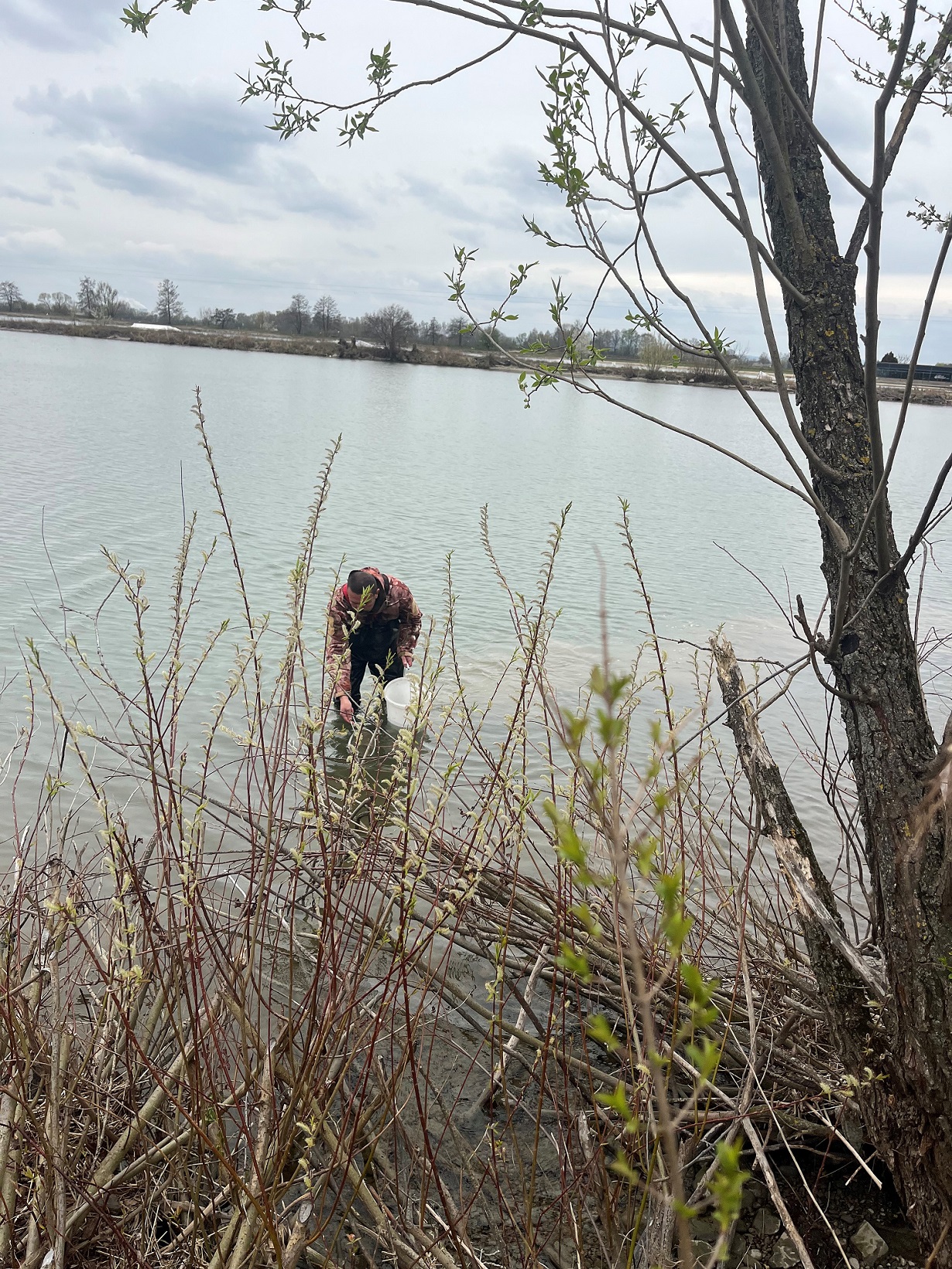 Na Kráľovú a Sĺňavu dorazilo takmer pol milióna malých predátorov 2026