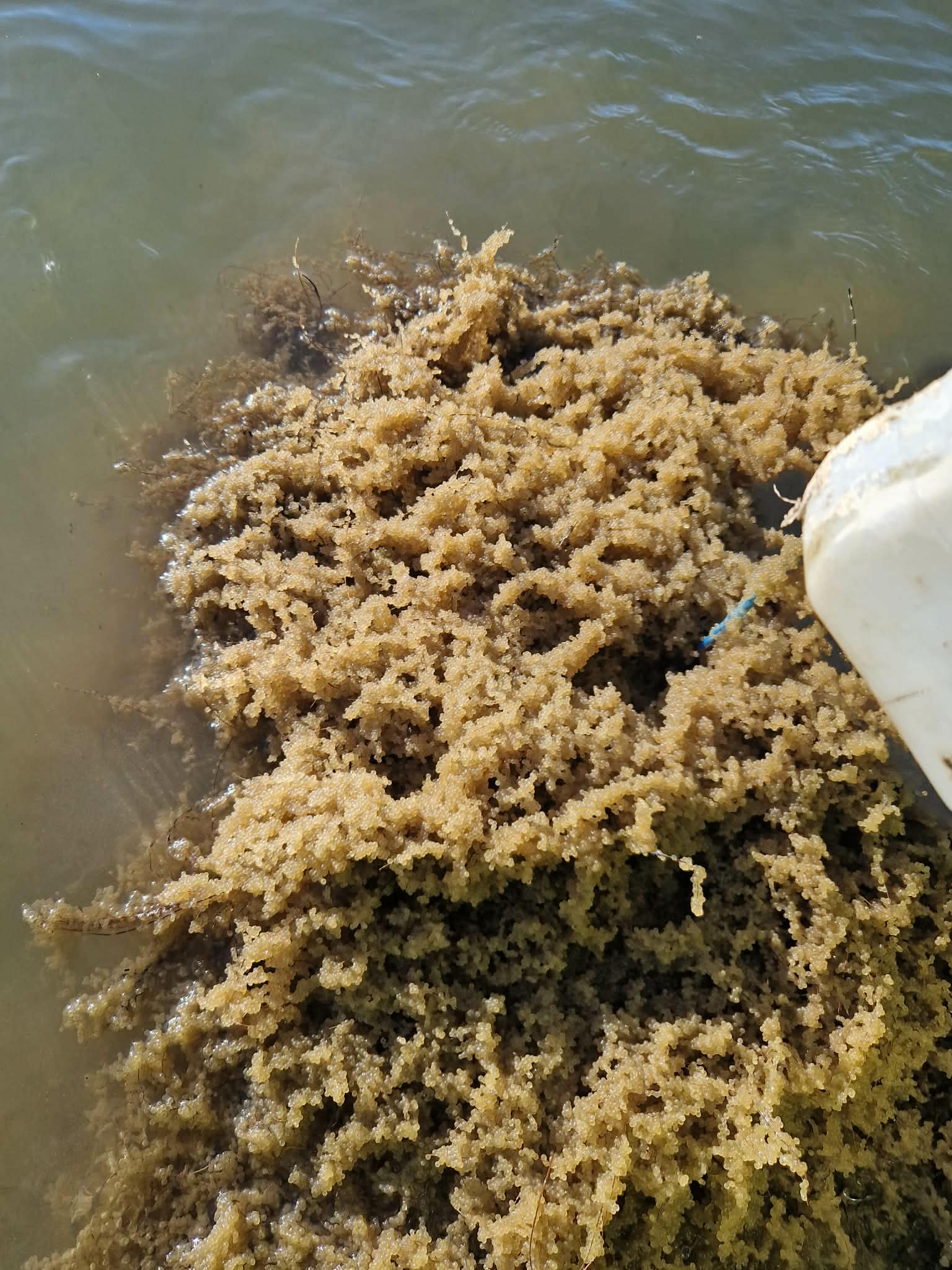 Kontrola výterových hniezd na VN Sĺňava 2-5270-1-1