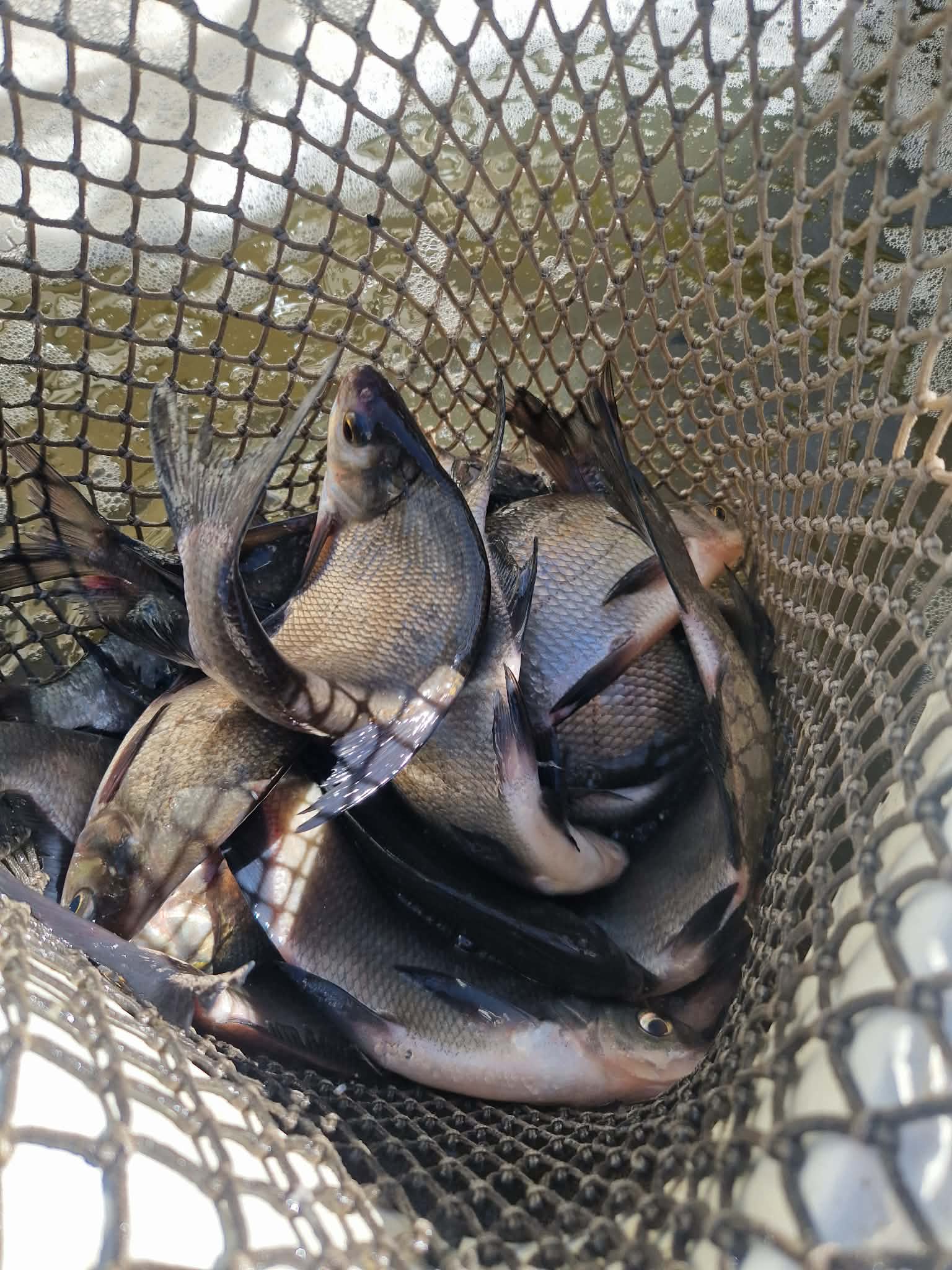 Zarybnenie VN Sĺňava Pleskáčom vysokým a Lieňom sliznatým