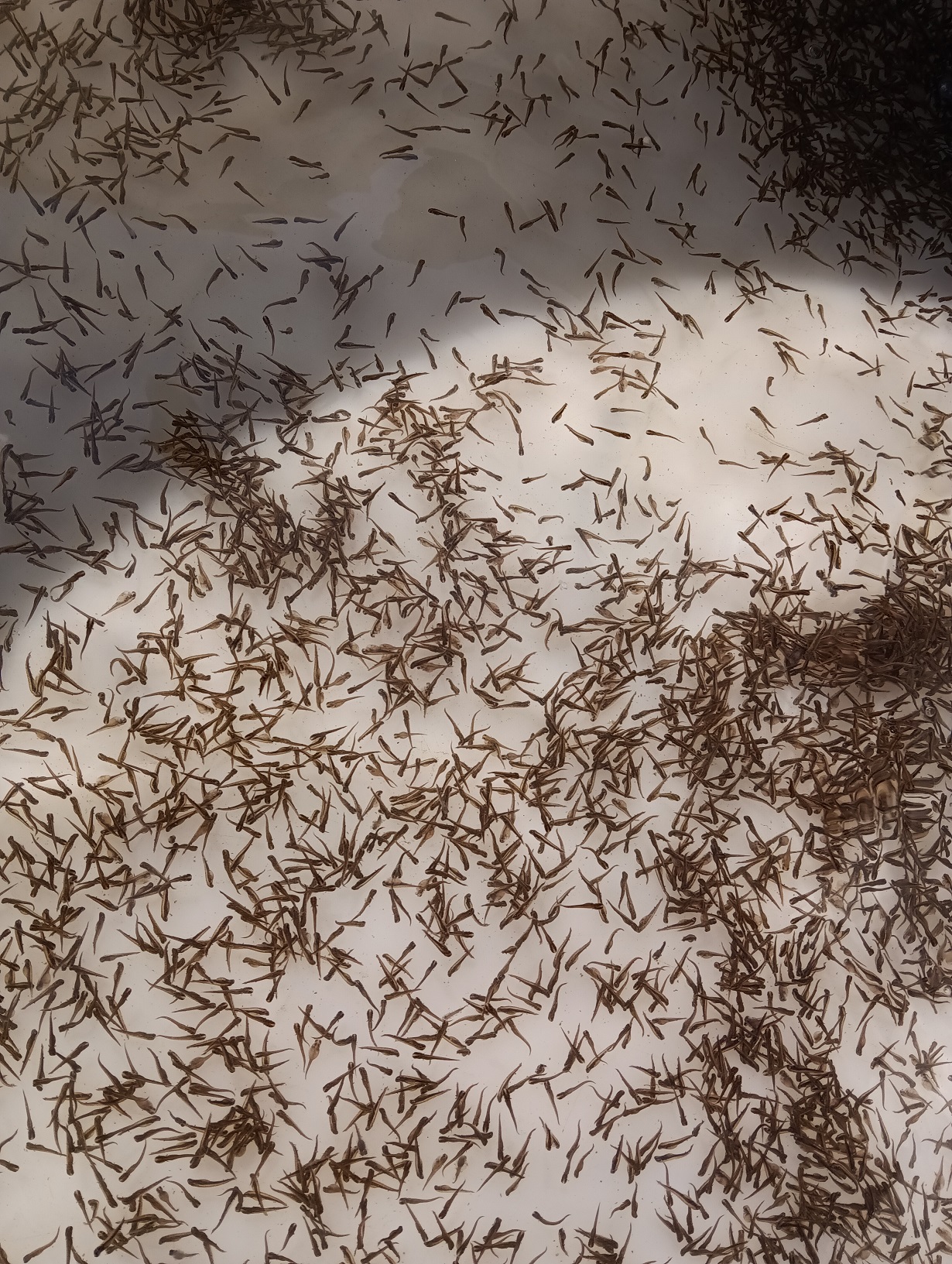 VN Domaša - zarybnenie - šťuka severná