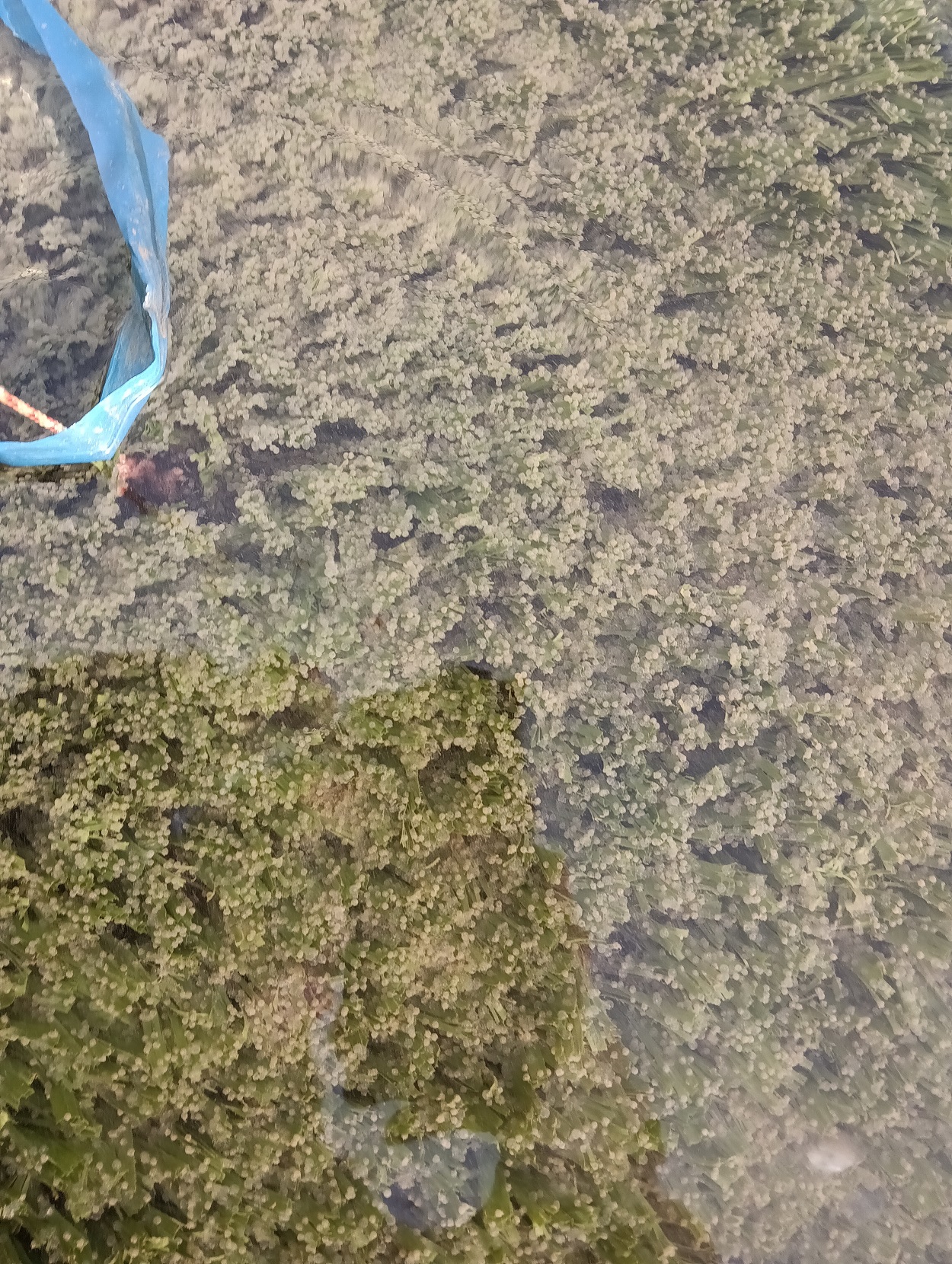 VN Domaša - kontrola hniezd