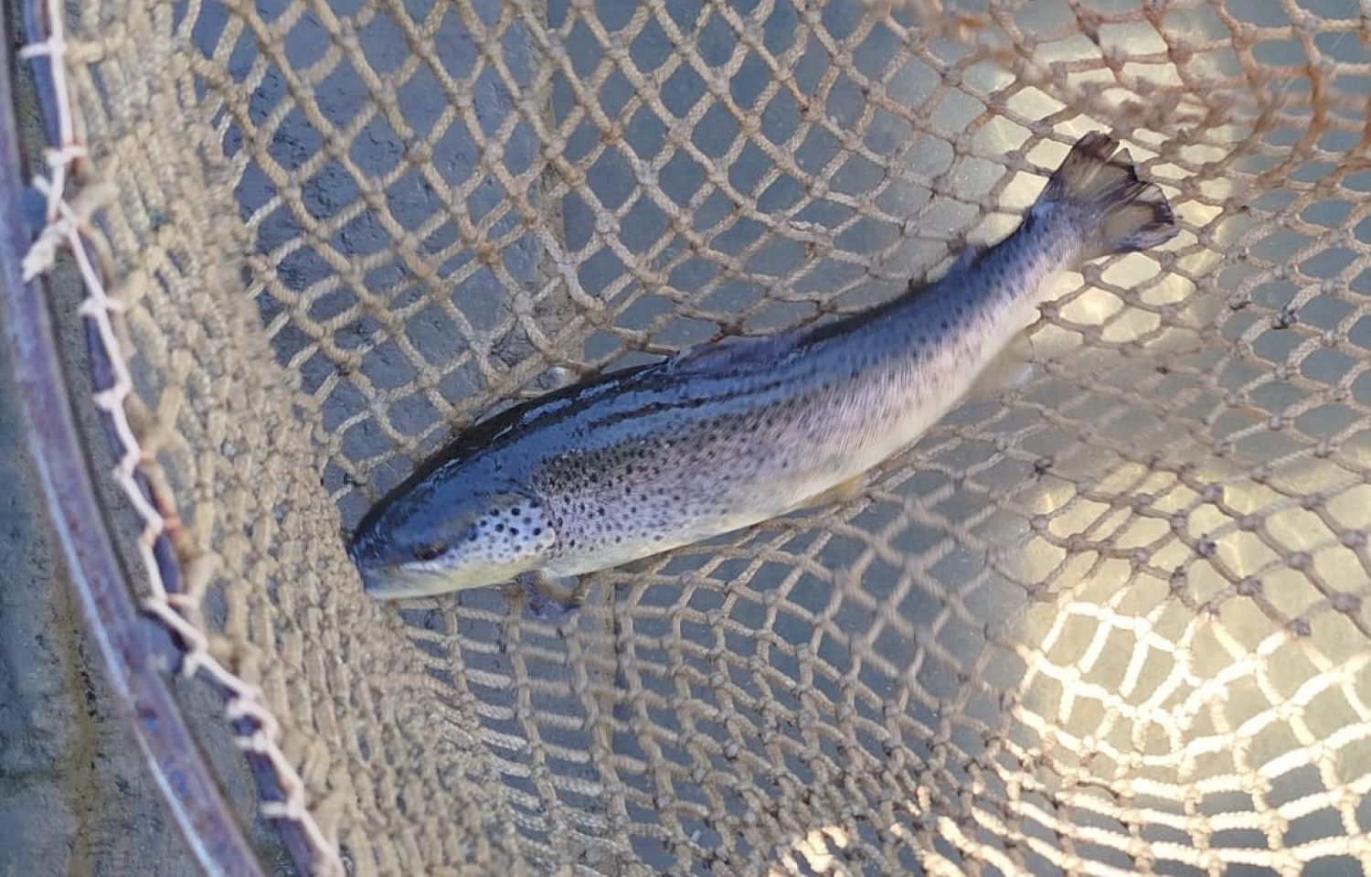 VN Orava - zarybnenie pstruh potočný dvojročný 