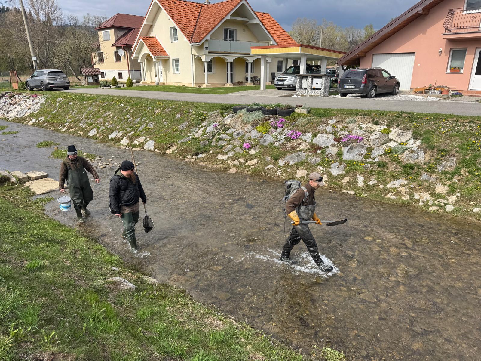 Odlov potokov pred zarybnením.