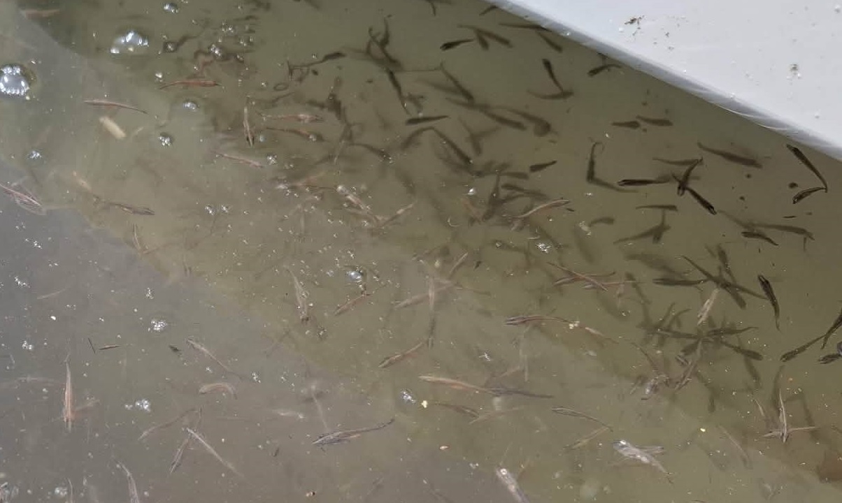 Dunaj č.2 - zarybnenie šťukou