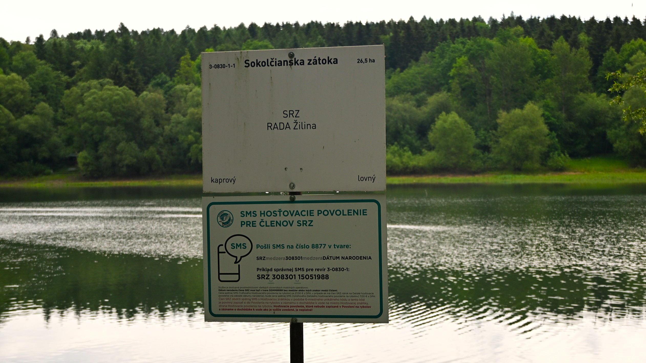 Sokolčianska zátoka - zarybnenie zubáčom veľkoústym