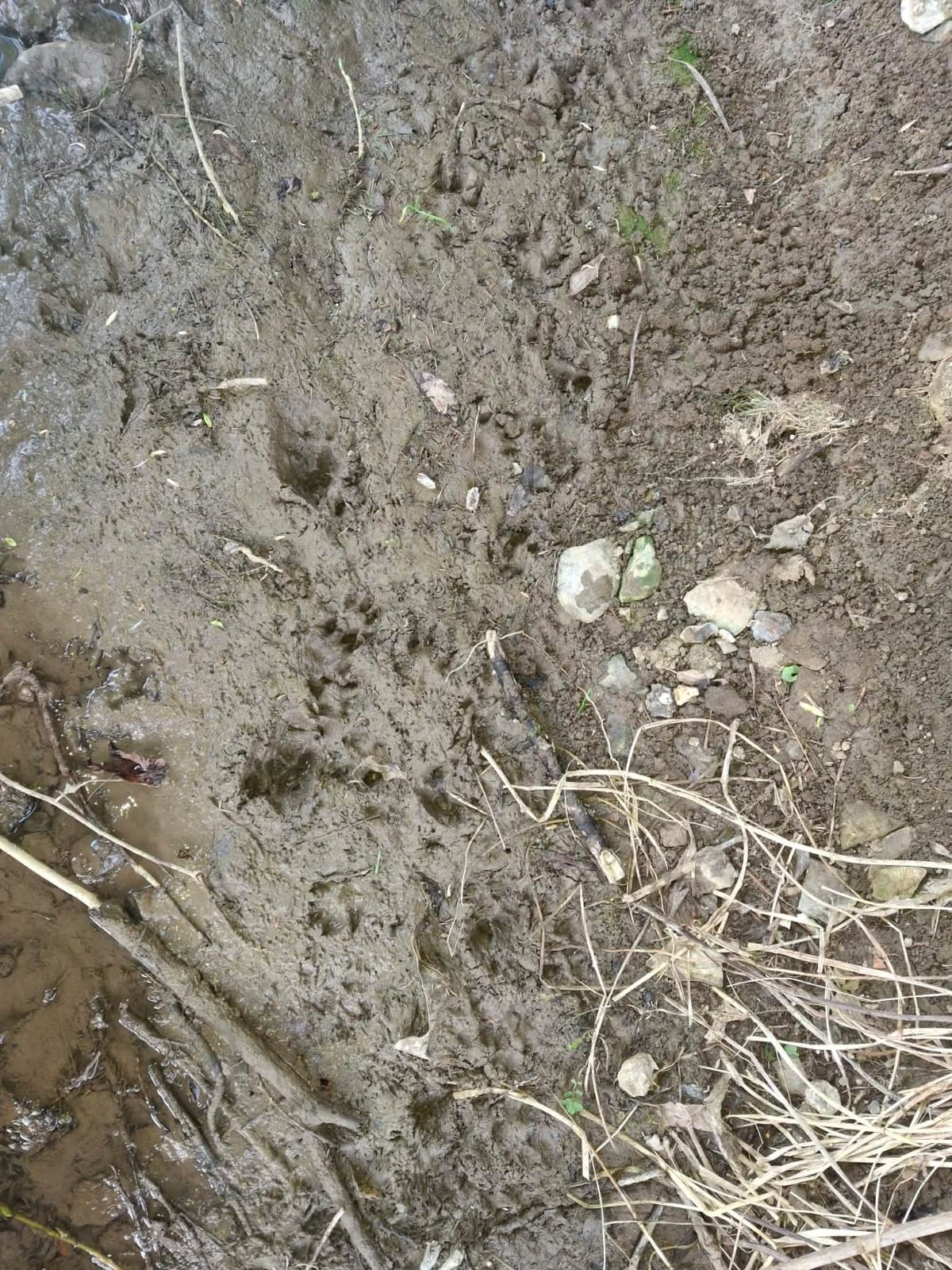 stopy vydry riečnej&nbsp;&nbsp;