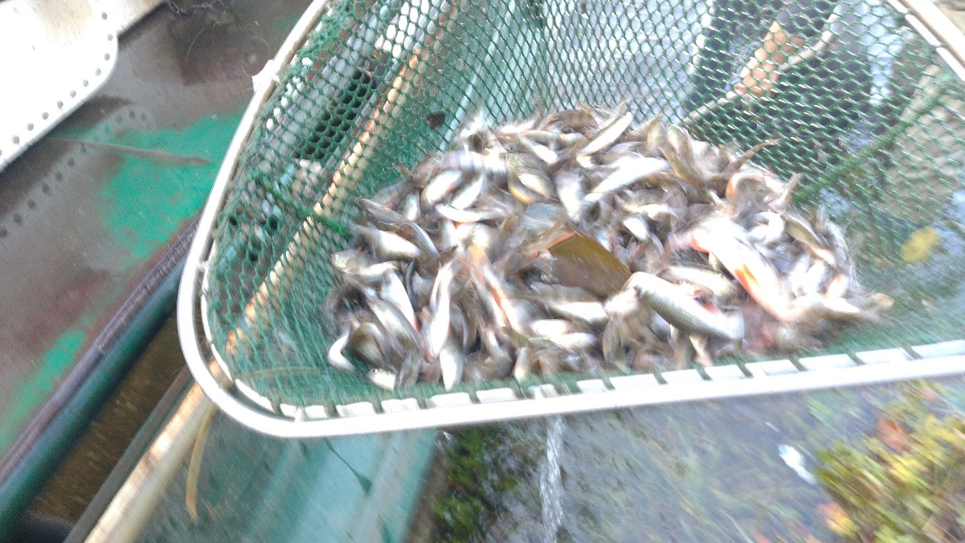 Pohľad do podberáka pri vysadzovaní 