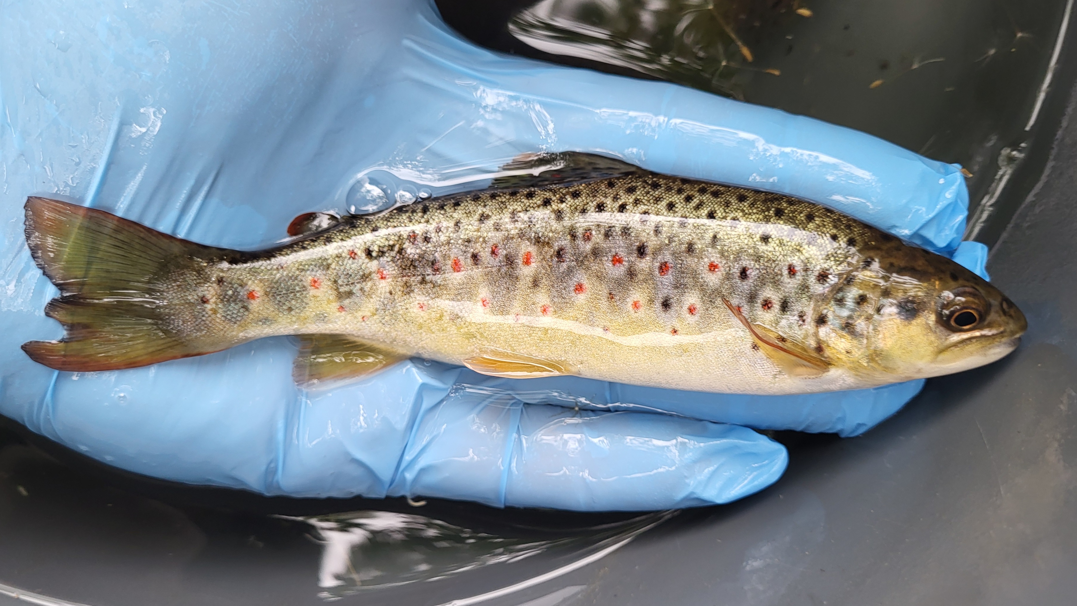 pstruh potočný (Salmo trutta morpha fario)