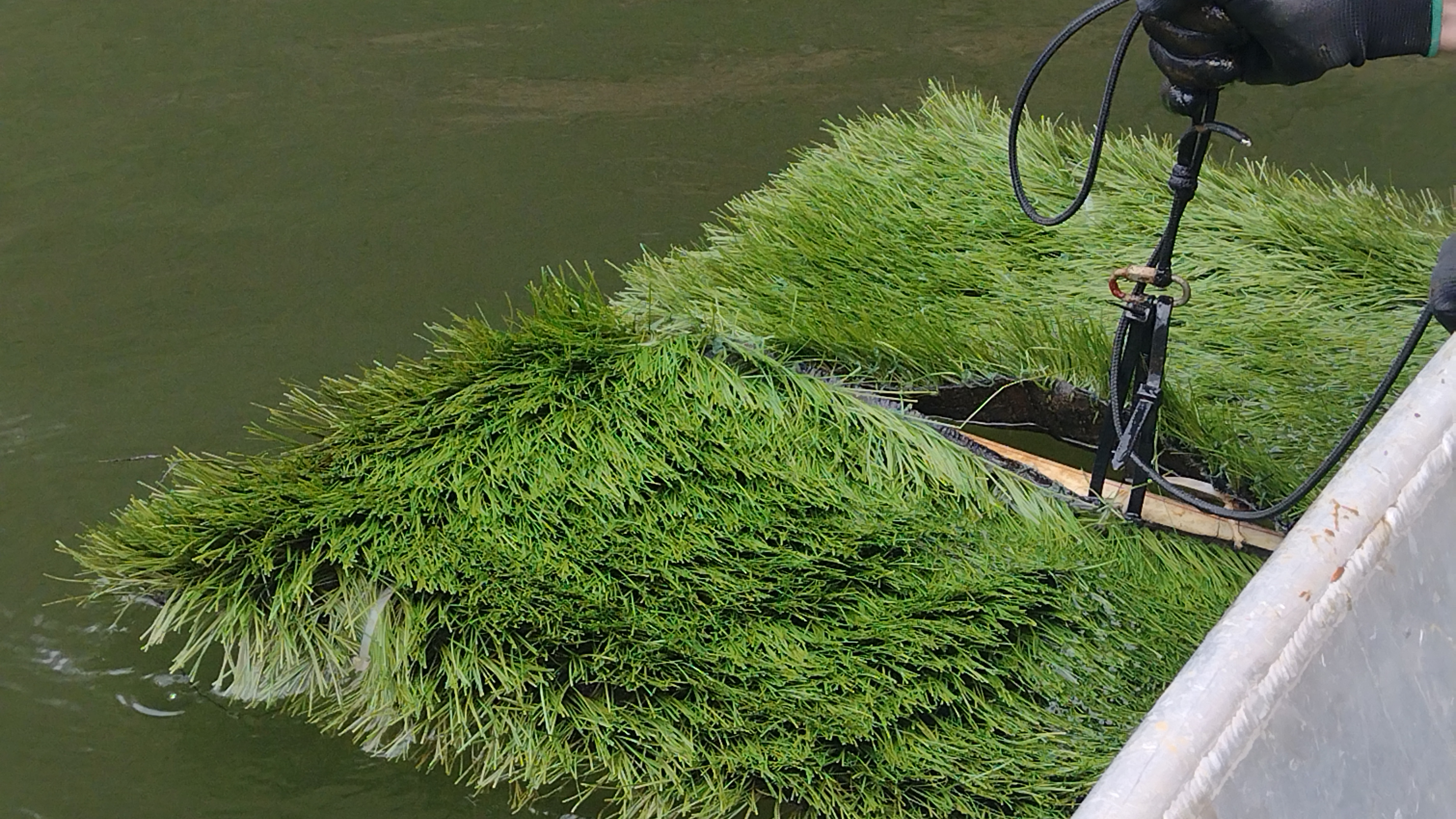 Tu sa ešte ikry nenašli.