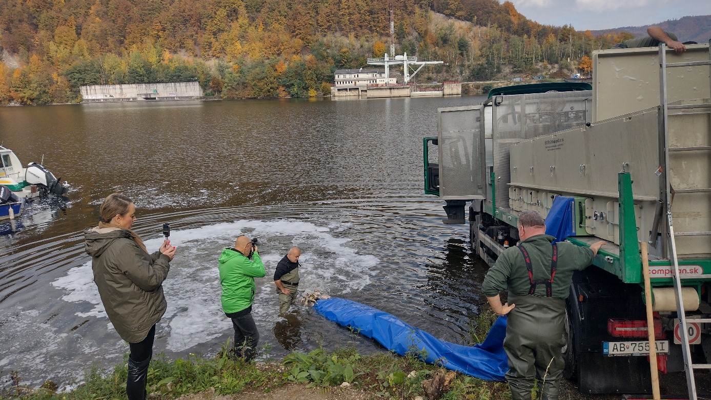 Pri zarybnení je aj záujem nielen rybárov 