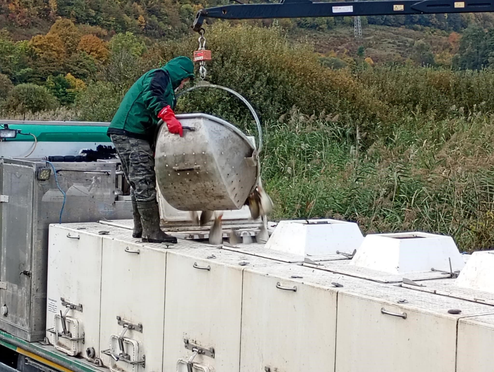 ...a nakládka na špeciálne vozidlo určené na prevoz rýb 