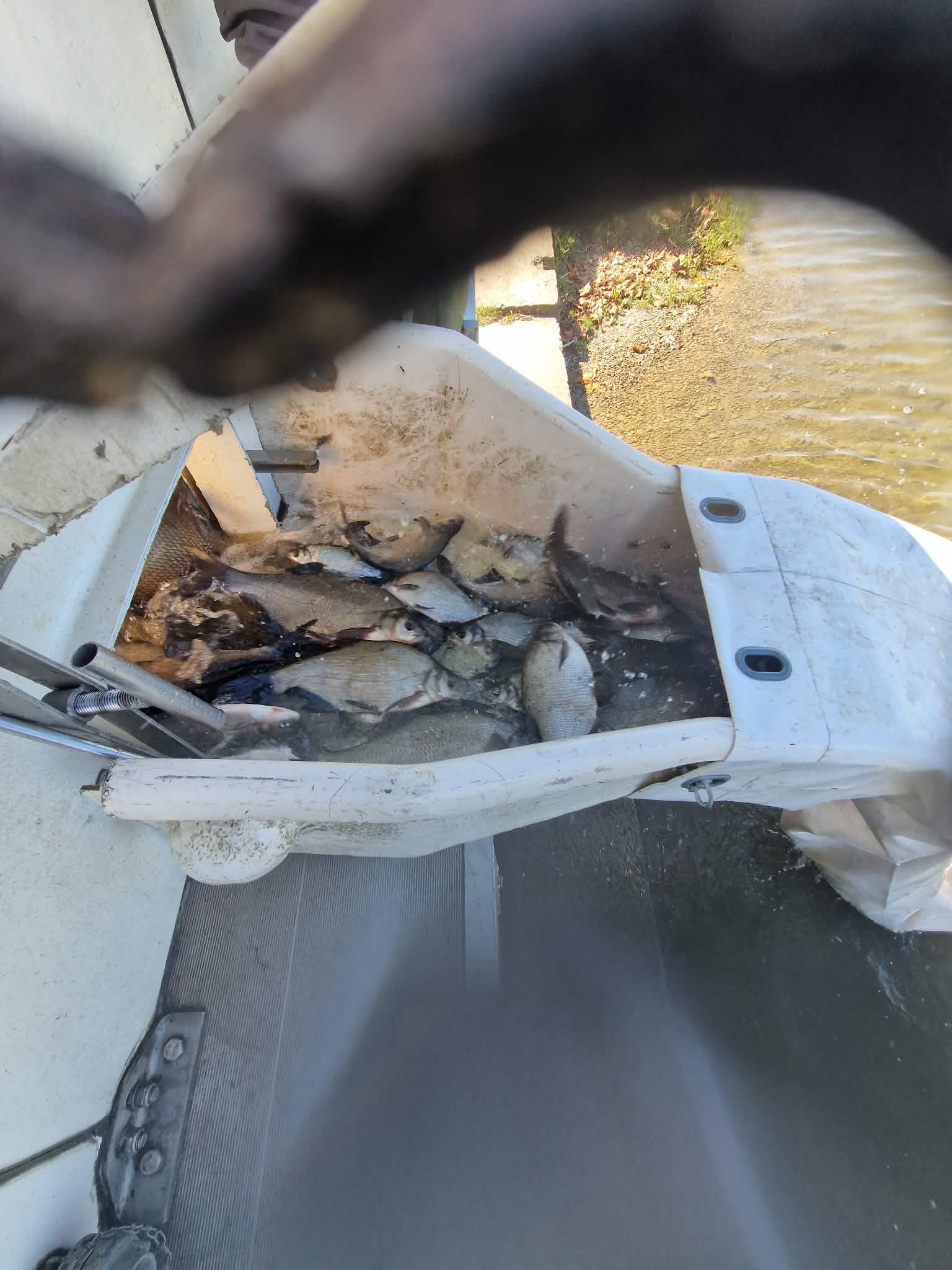 Pleskáč vysoký&nbsp;