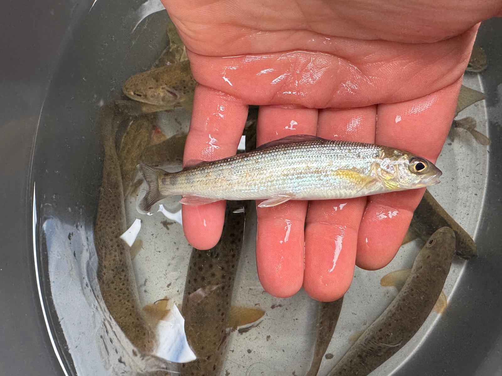 lipeň tymianový&nbsp;