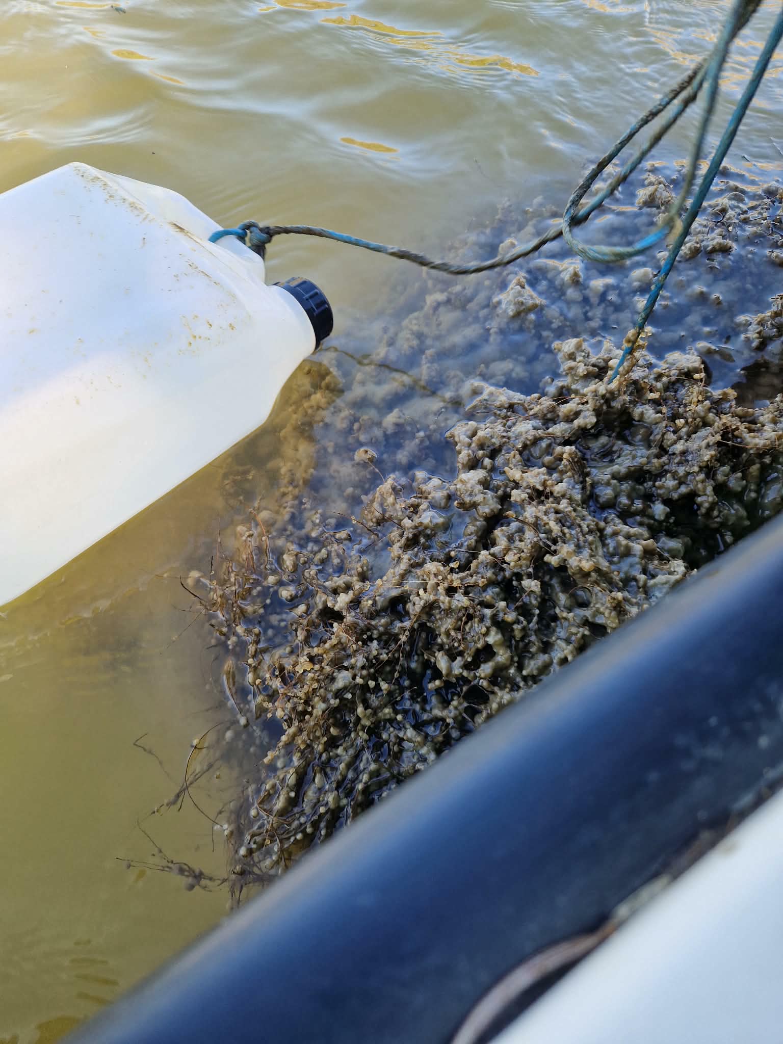 časť neoplodnenej ikry