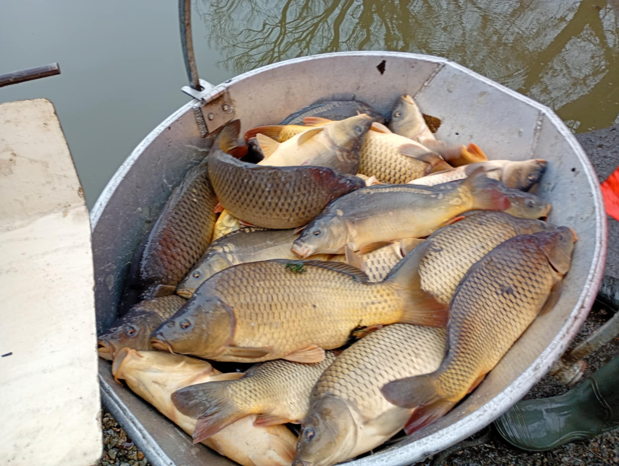 krásne ryby sa podarilo vychovať našim&nbsp; chovateľom vďaka.