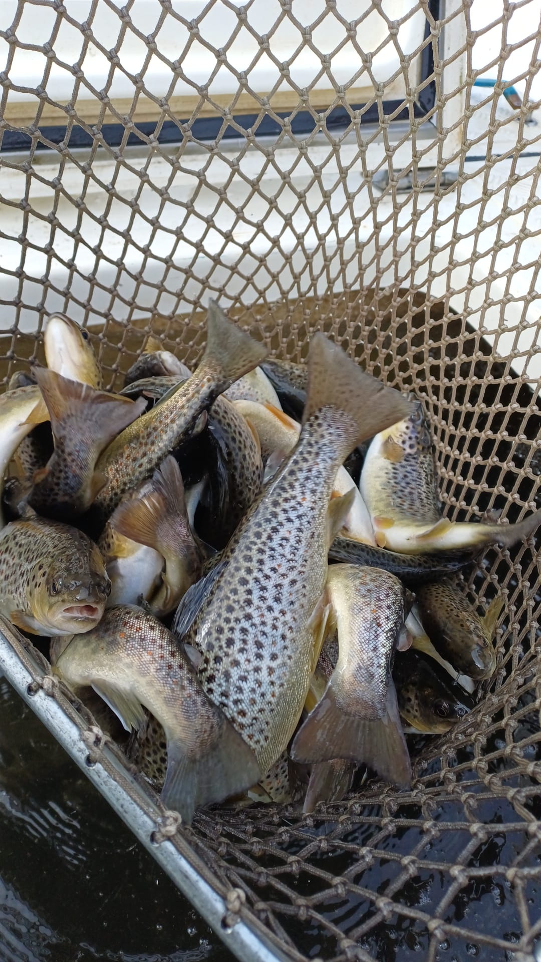 Dňa 1.4.2026 sa zarybnil revír 4-3680-4 násadou PP-2 800kg zo strediska SVIT