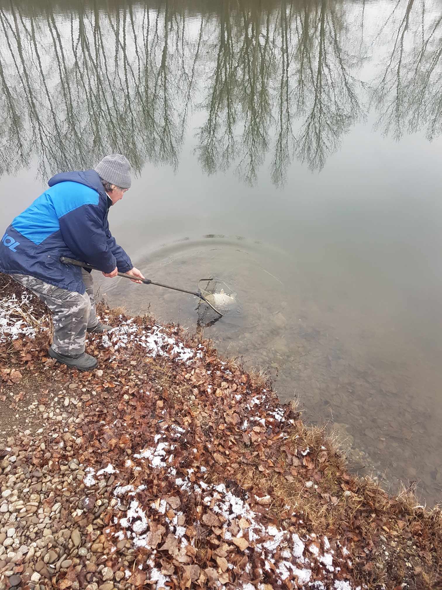 Ulovenie kapra 58 cm rybárom ( kapor pustený späť )