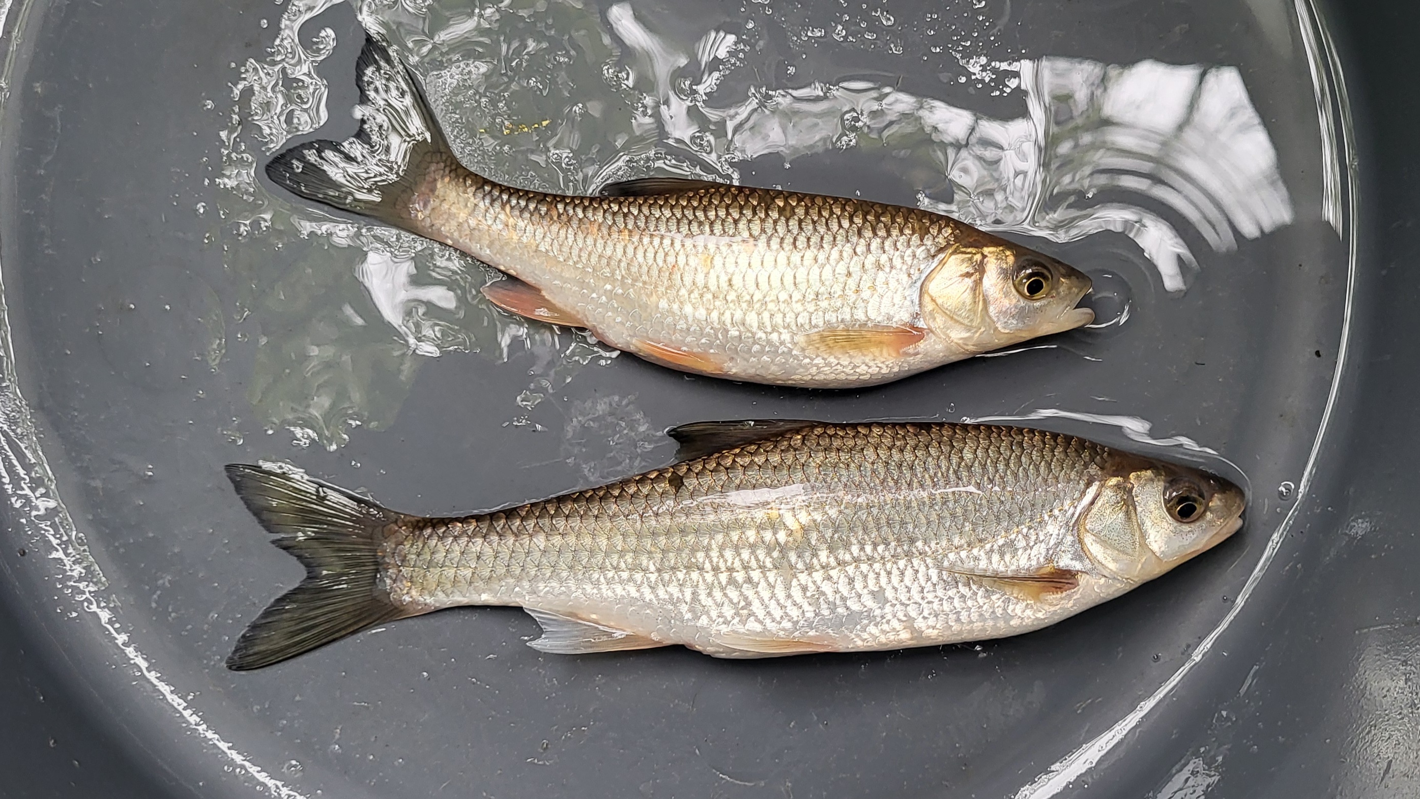 jalec hlavatý [Leuciscus (Squalius) cephalus] a&nbsp;jalec maloústy (Leuciscus leuciscus)