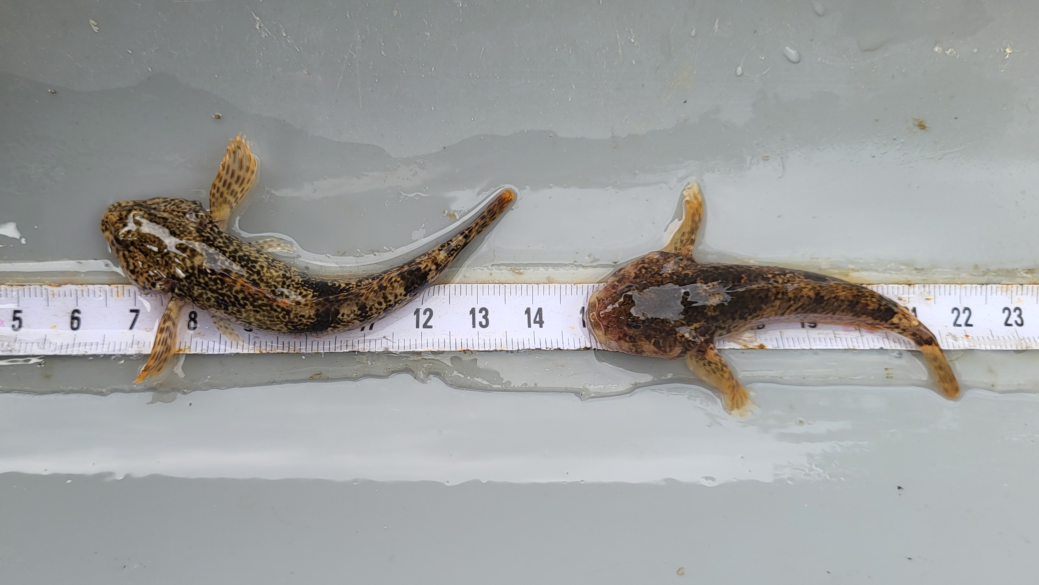 hlaváč pásoplutvý (Cottus poecilopus) a&nbsp;hlaváč bieloplutvý (Cottus gobio)