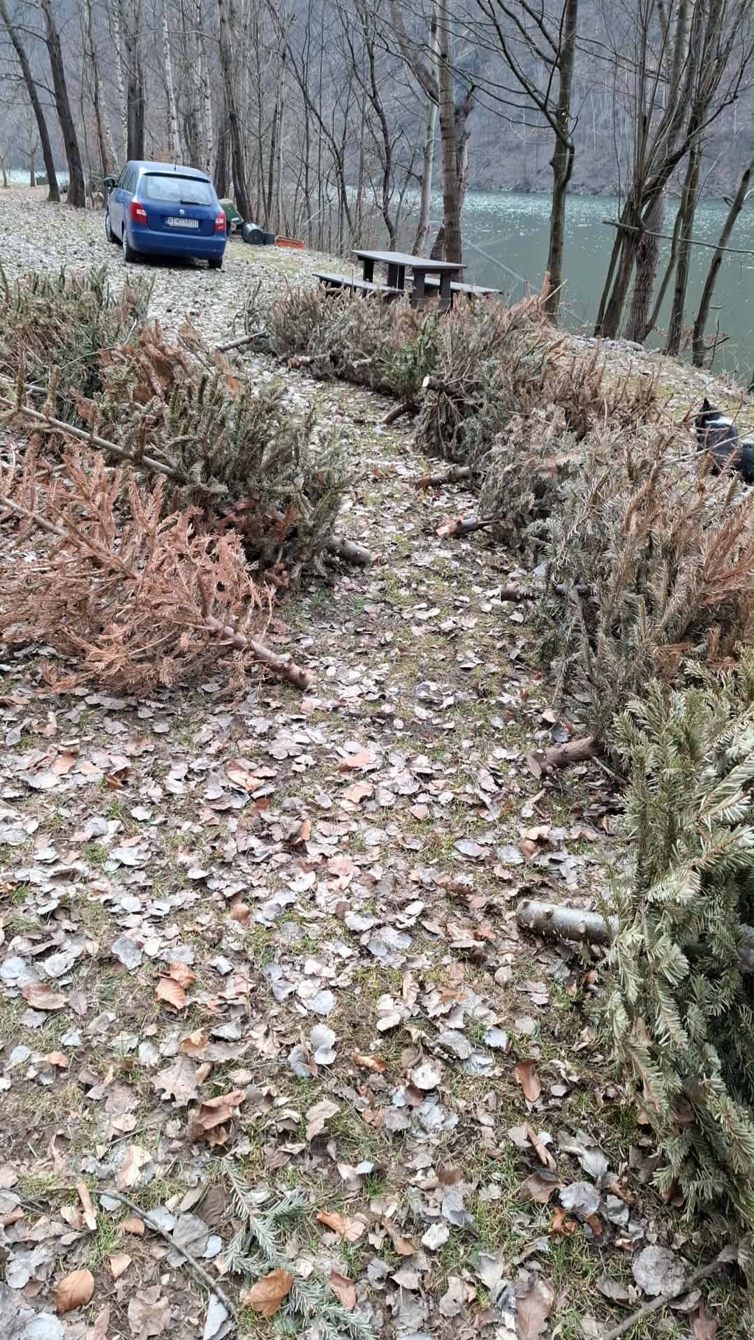 ihličnaté stromčeky