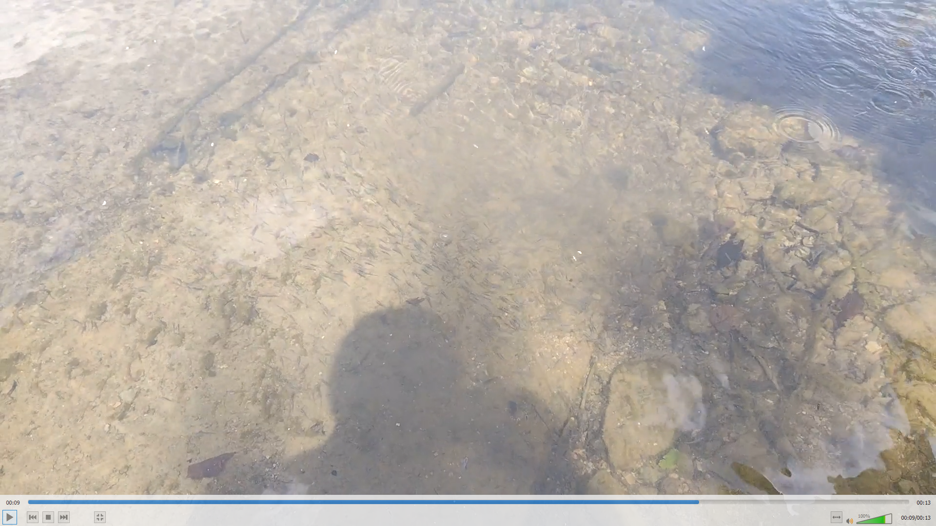 vypustené zubáčiky - foto urobené z krátkeho videa, ktoré sa na stránku nepodarilo nahrať.