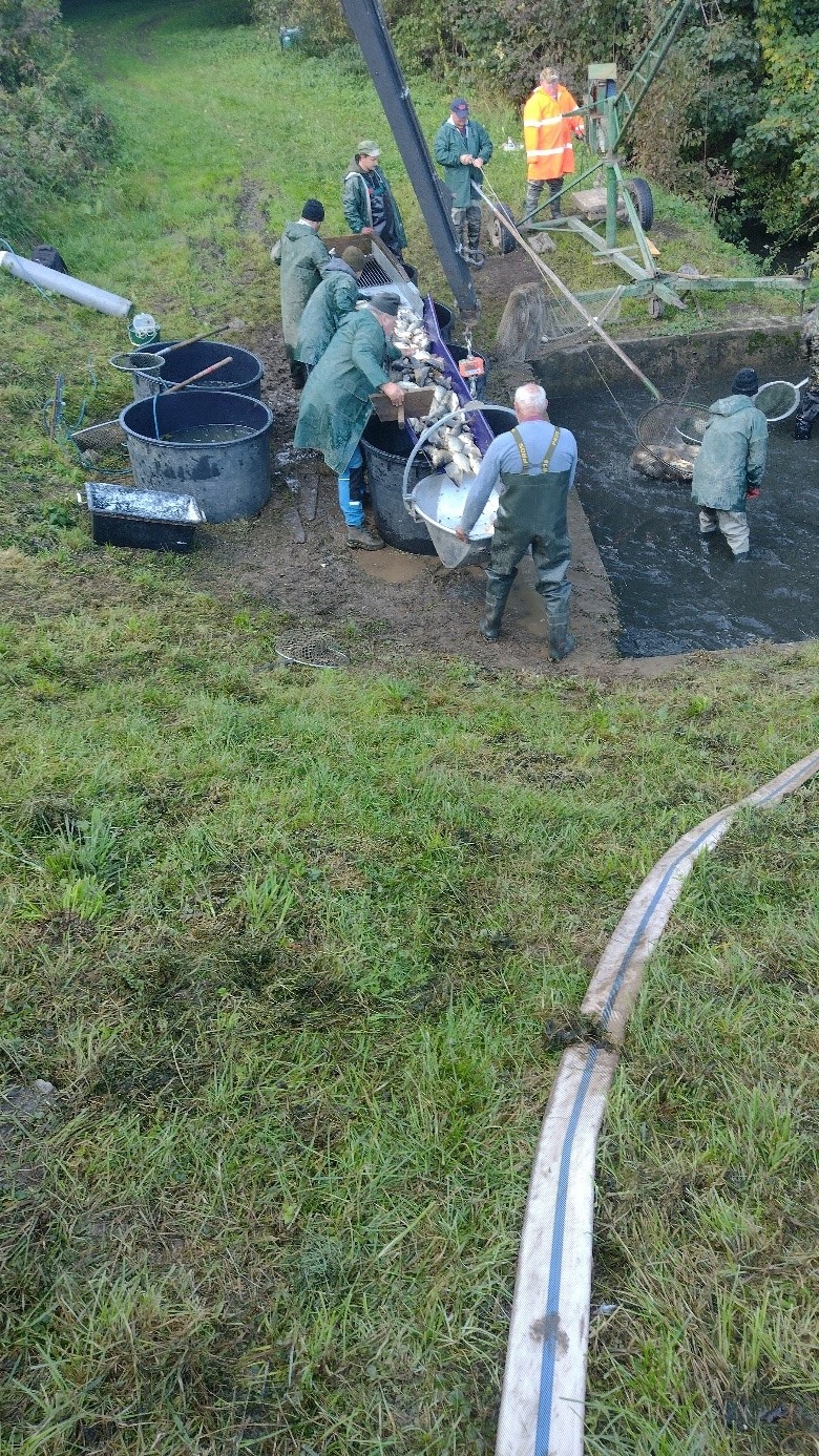Váženie a nakládka vytriedených rýb 