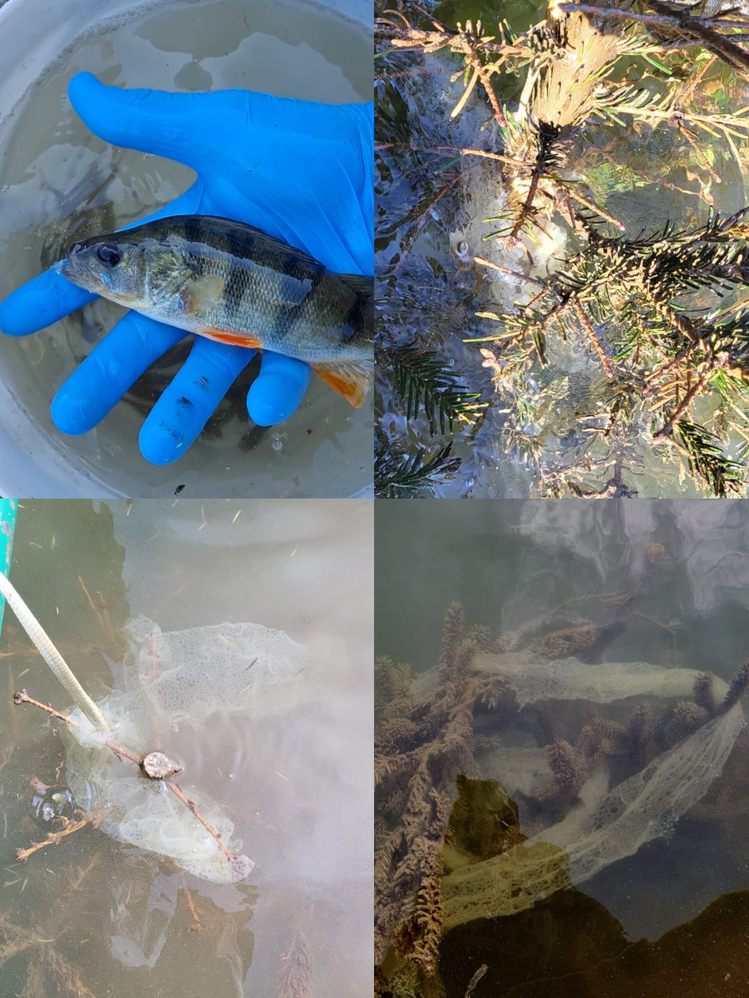 Archívne foto z roku 2025: ostriež zelenkavý (Perca fluviatilis)

 + úspešný neres (ikry) ostrieža zelenkavého na stromčekoch.&nbsp;