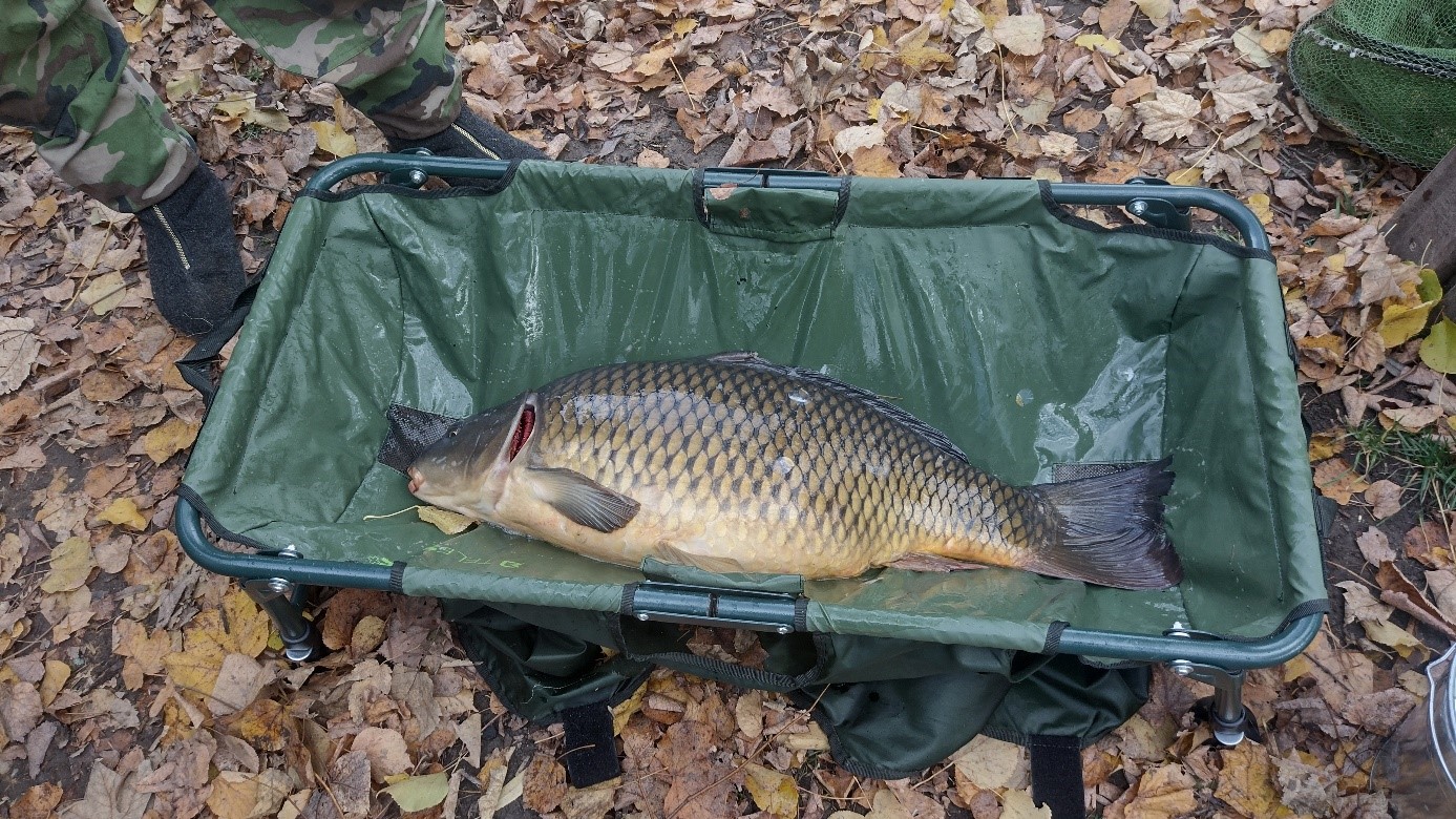 Spomínaný privlastený kapor 85 cm išiel späť do vody