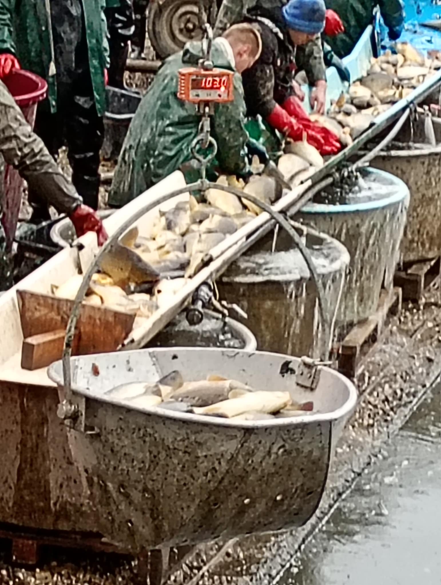 triedenie a nakládka vylovených rýb