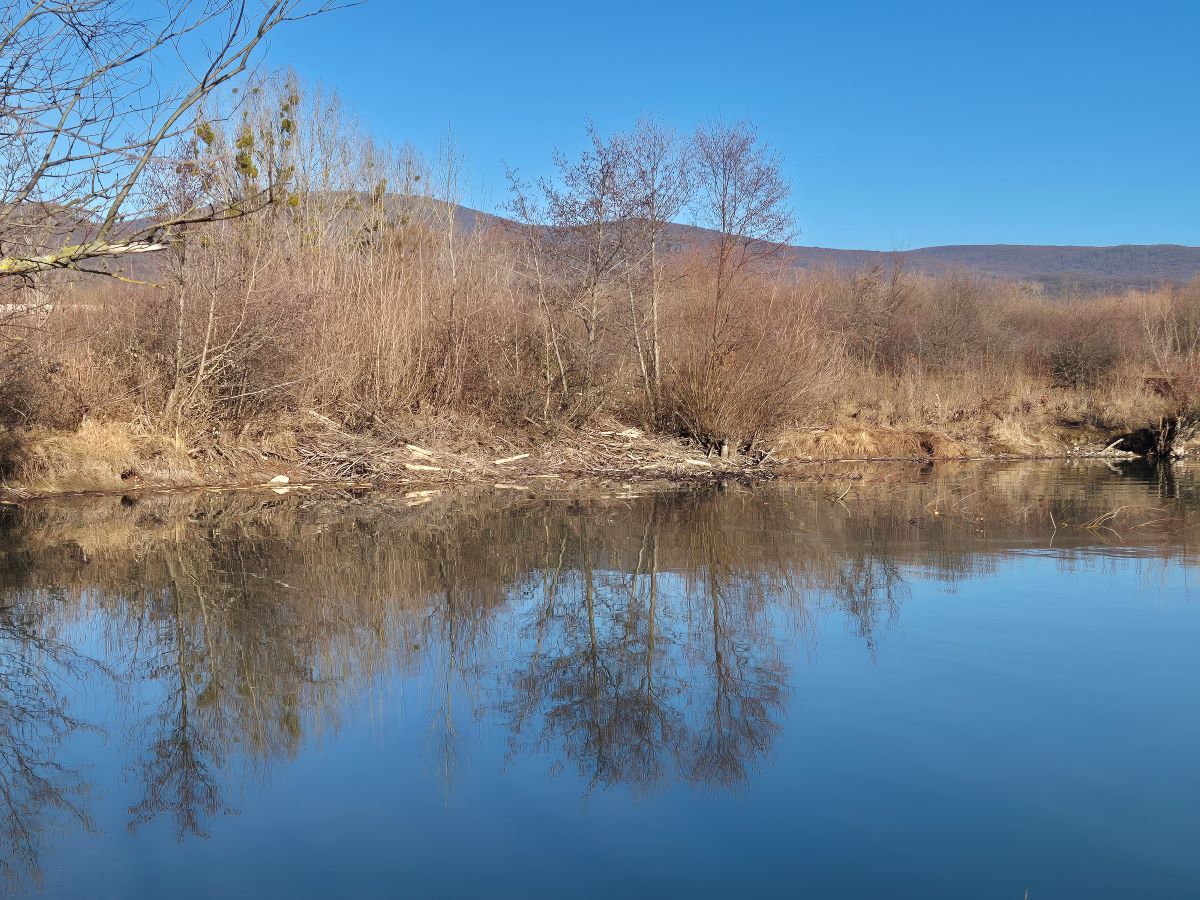 Vyrušené beluše v zátoke pred vinianskou zátokou. Pred mesiacom sa tu bez problémov chodilo popri vode.