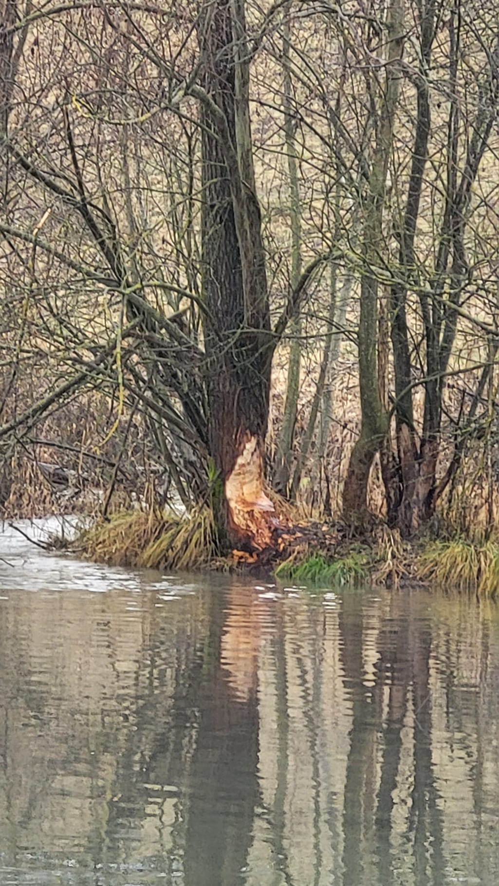 Pobytové znaky bobra európskeho.