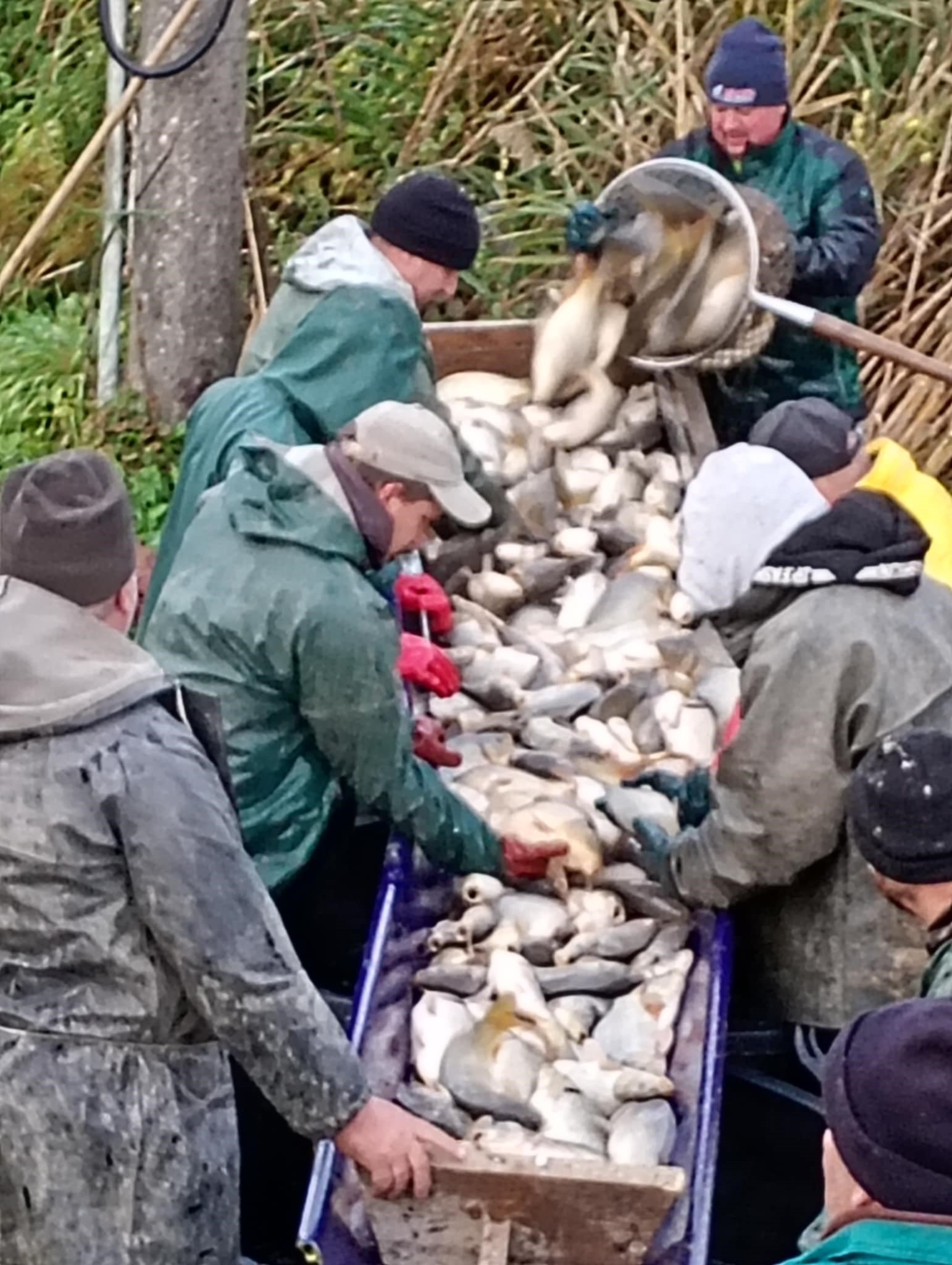 Krásne ryby sú triedené ručne a s rešpektom k živým tvorom, len tak sa dá zabezpečiť bezstratovosť pri zarybnení. 