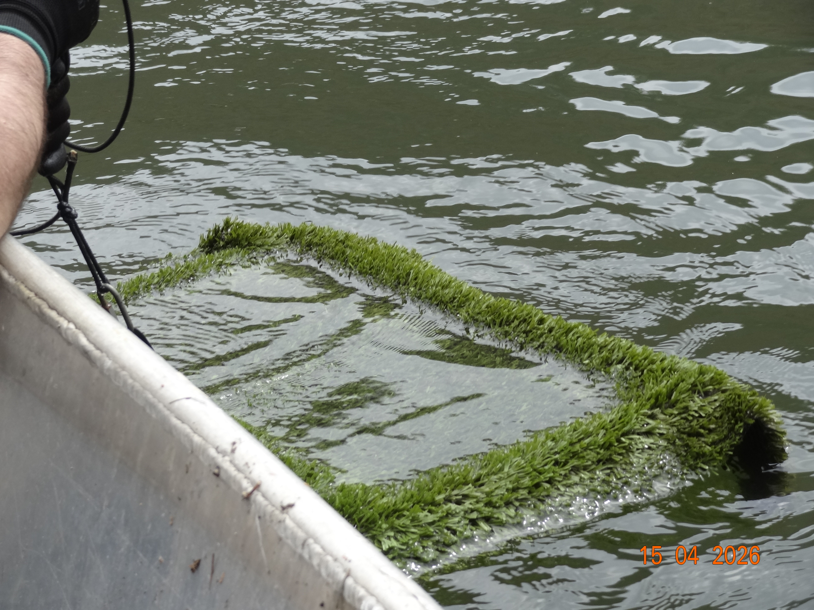 Na tomto hniezde sú položené ikry.