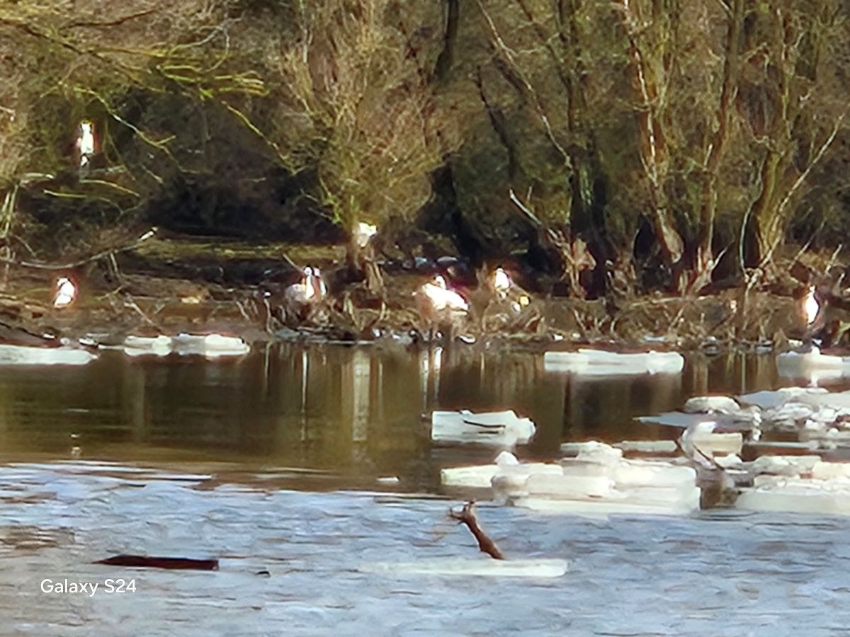 Vyhrievajúce sa Beluše po roztopení ľadu na prítoku