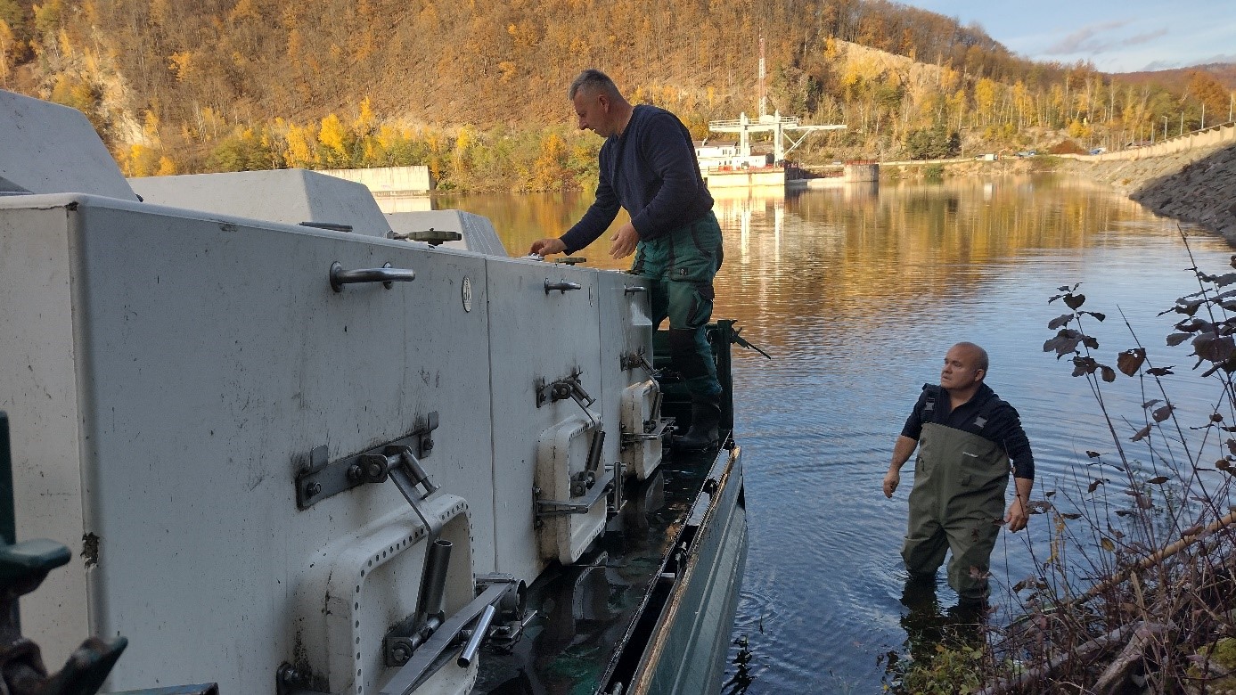 ostriež zelenkavý bol dovezený na VN Ružín 