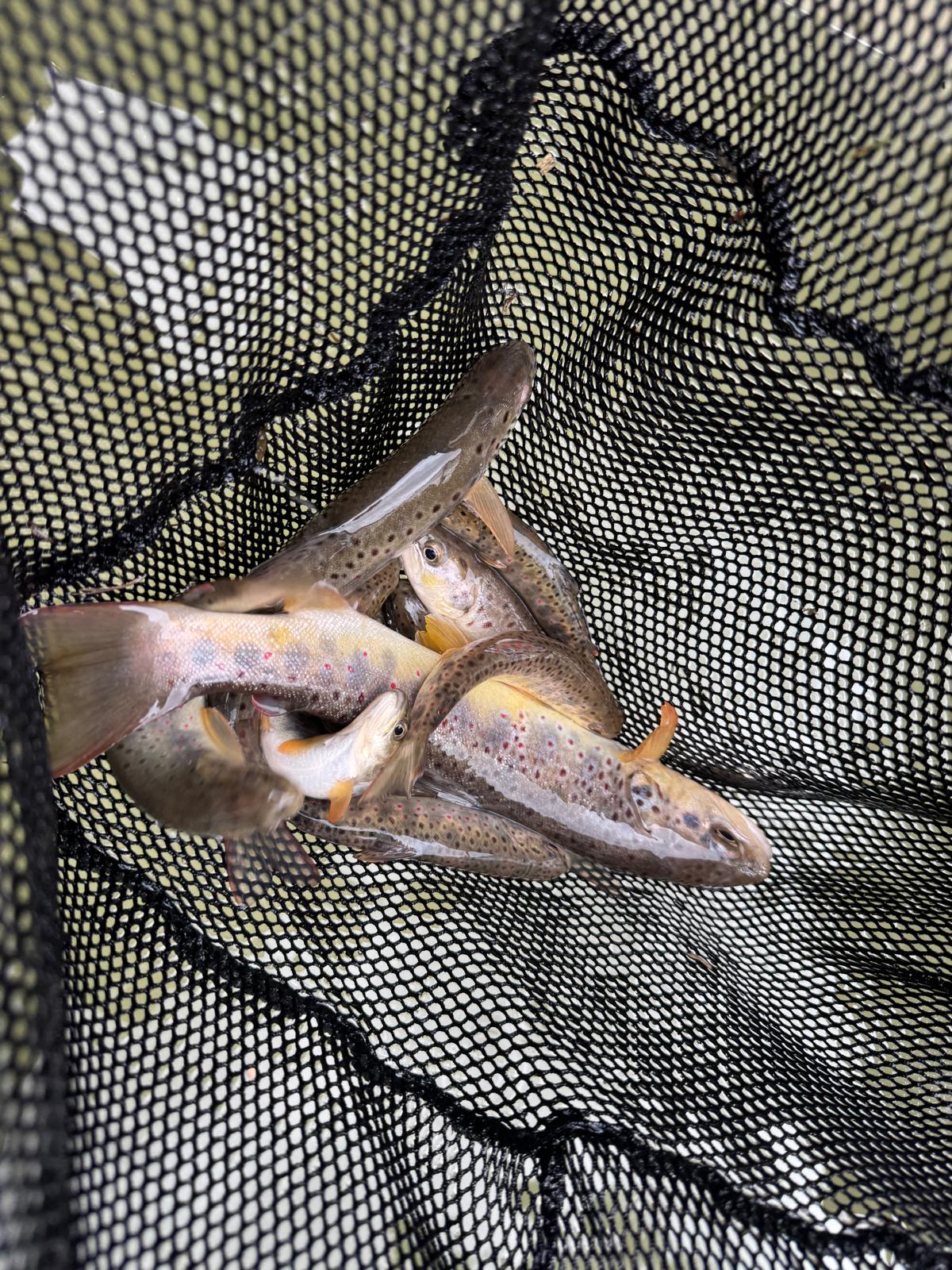 pstruh potočný&nbsp;