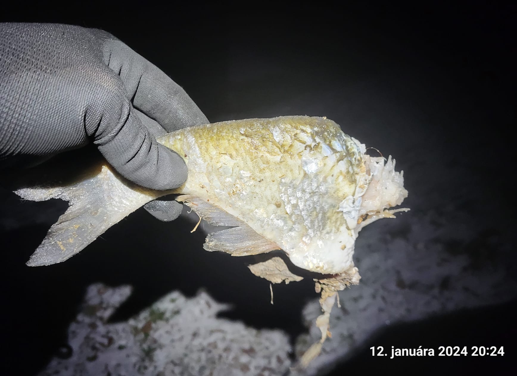 čerstvý ostatok ryby nájdený na brehu nádrže