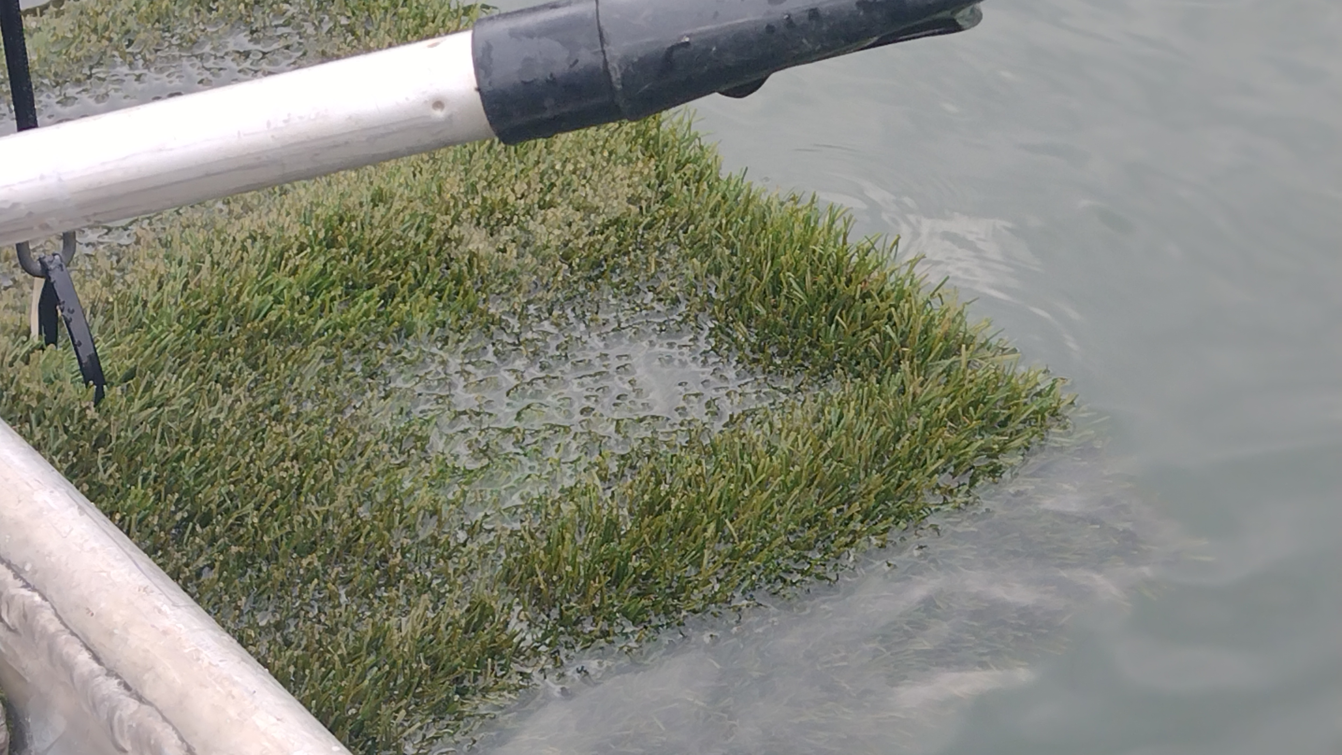 hniezdo obsadené ikrami.